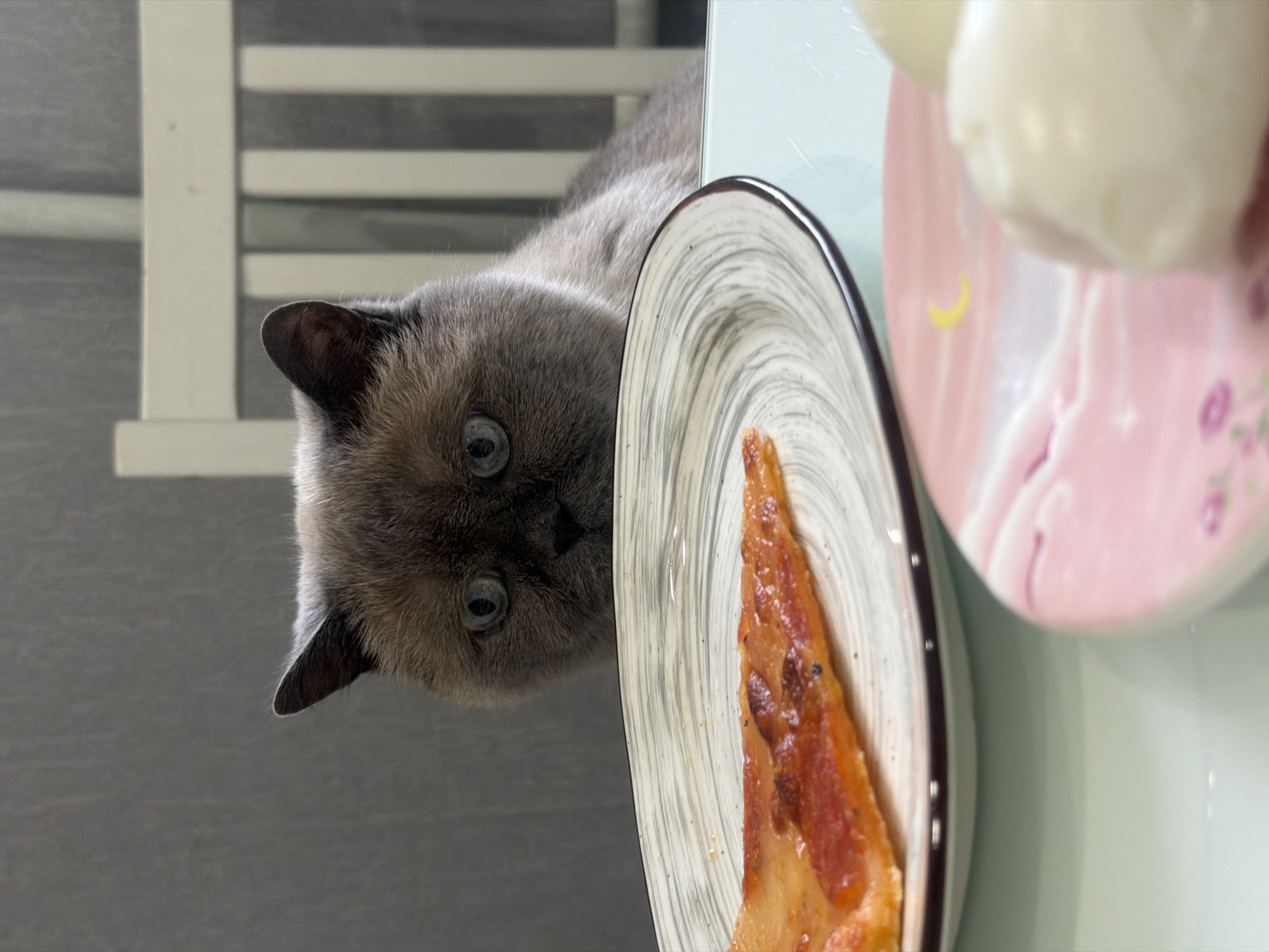 A gray cat with blue eyes peers down from an elevated position, its face partially obscured by a white plate with a slice of pizza. To the right, a pink plate holds a white, round object. A white, slatted structure is visible in the upper left corner. The background is a gray wall. No information in the image suggests the location is Rostov-on-Don, Russia.