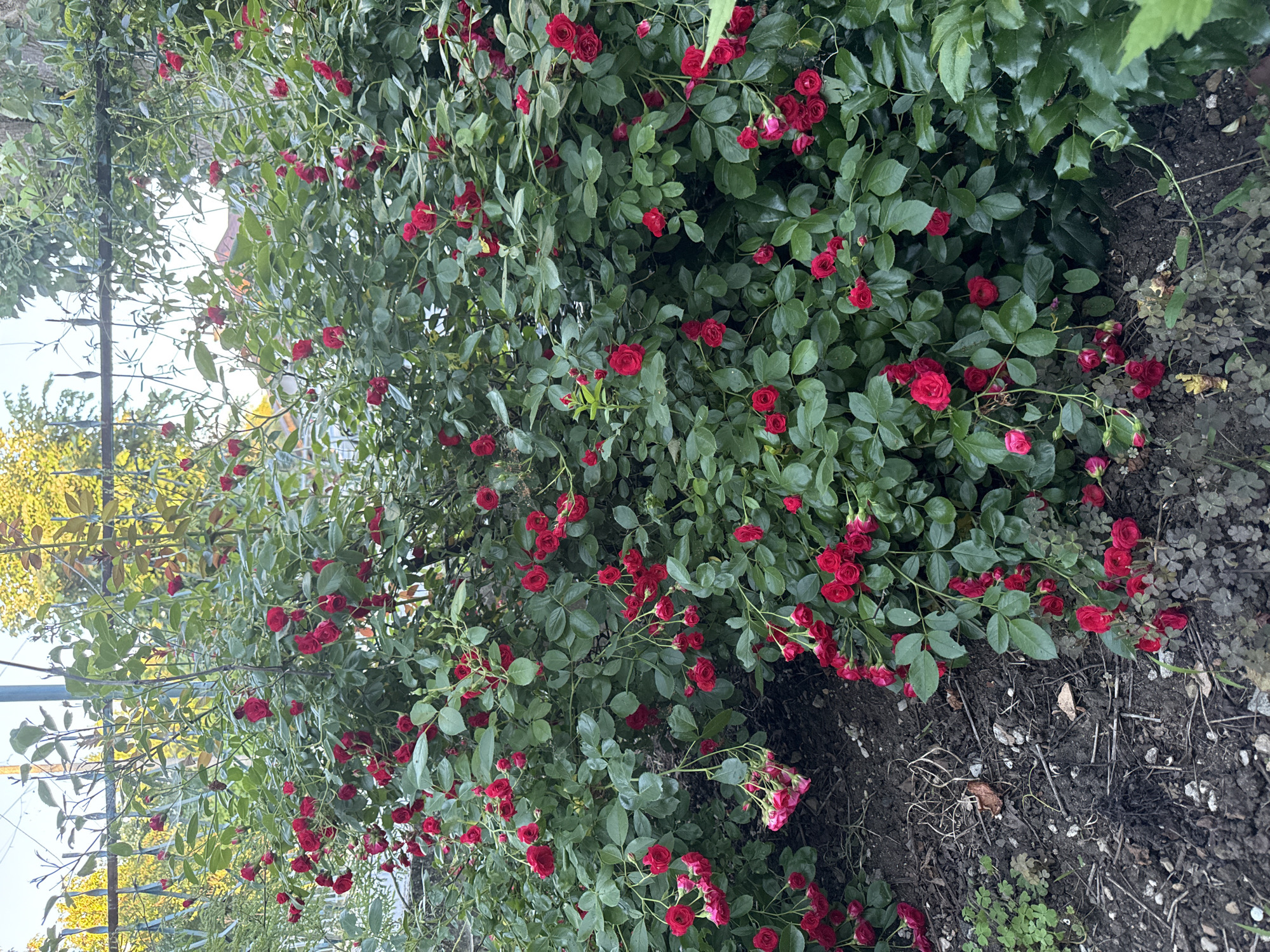 A close-up, ground-level view captures a dense bush of small red roses, heavily laden with blooms and green foliage. The roses are predominantly in bud or newly opened, with a few clusters of lighter pink buds visible on the left side. The bush is positioned in a garden bed with dark soil, scattered pebbles, and some low-lying green clover-like plants. In the background, a weathered metal fence, overgrown with vines, separates the garden from what appears to be a residential area with hints of buildings and trees. The overall impression is that of a lush, thriving garden, possibly in a suburban or rural setting within Marinka, Bulgaria, given the context of the provided location. No people or animals are visible in the frame.