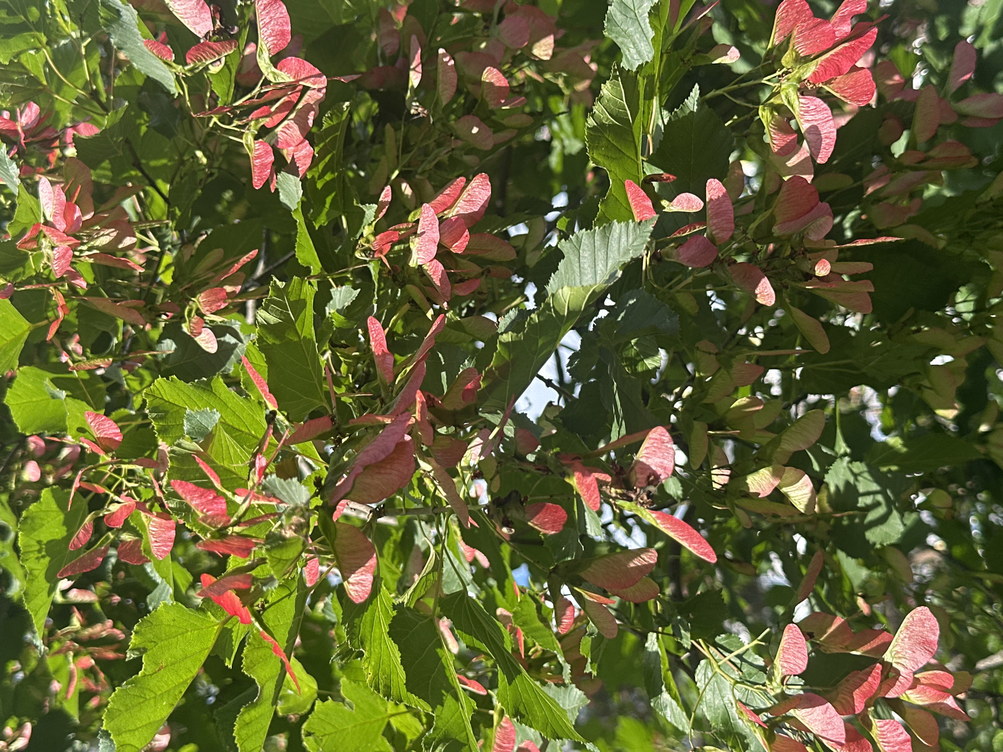 The image is a close-up, vertical shot of a tree branch laden with pink and green samaras, commonly known as "helicopter seeds." The leaves of the tree are a vibrant green and appear healthy, with serrated edges. The samaras are clustered together, with some showing a deeper pink hue and others a lighter, almost translucent green. The background is blurred, suggesting a shallow depth of field, and hints of blue sky and darker foliage can be seen. The lighting indicates it is daytime, with sunlight dappling through the leaves and seeds. No people or structures are visible in the frame.