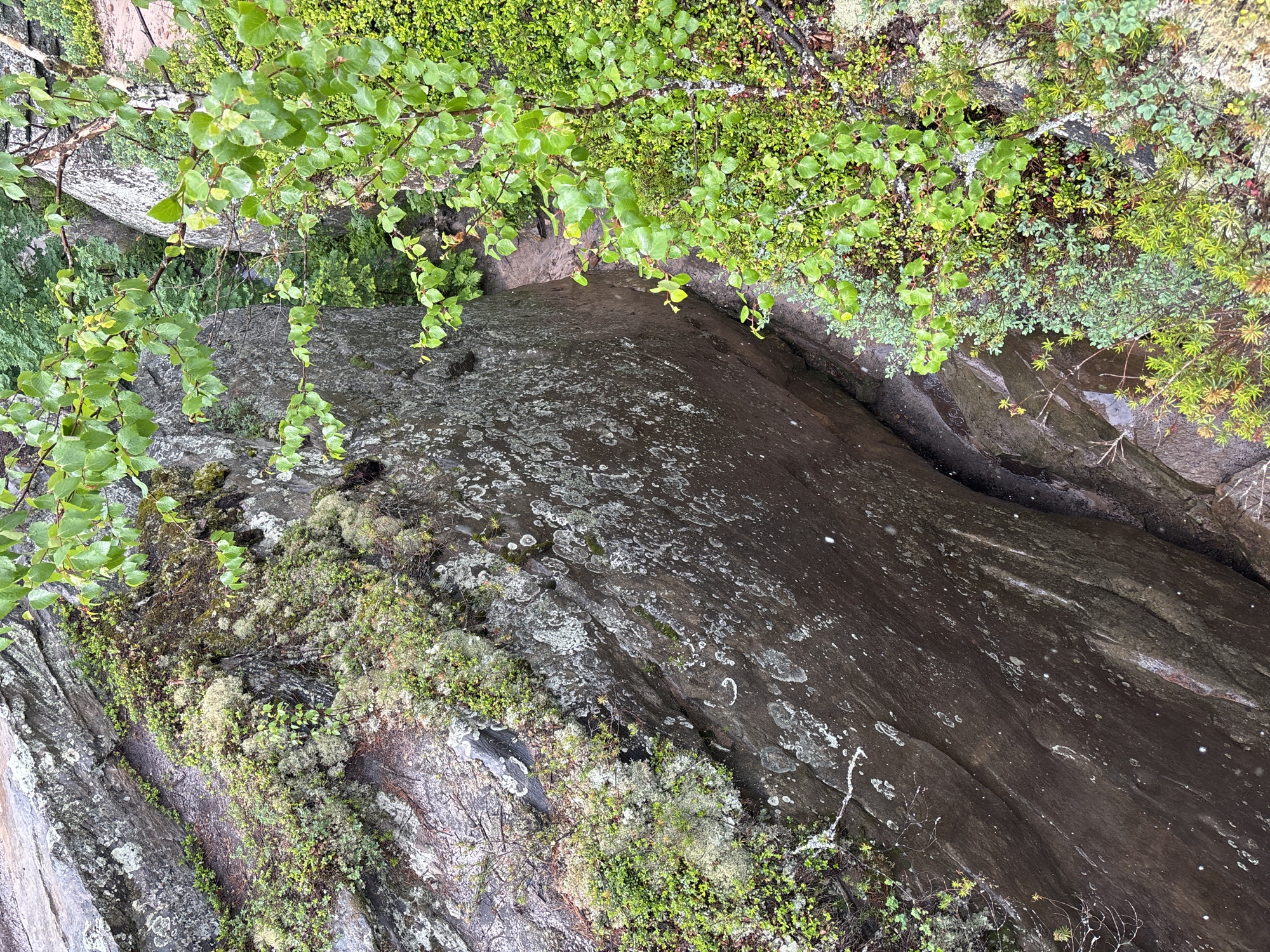 The image depicts a natural, rocky landscape with lush vegetation. Large, weathered rocks dominate the scene, covered in patches of moss and lichen. Small green plants, including a birch tree with vibrant leaves, grow in the crevices and along the edges of the rocks. A narrow path or stream bed is visible winding between the rocks, appearing damp. The overall impression is one of a secluded, outdoor environment, possibly a forest or a gorge. The image does not contain any people or indicate any specific urban setting; it is a depiction of a natural environment.