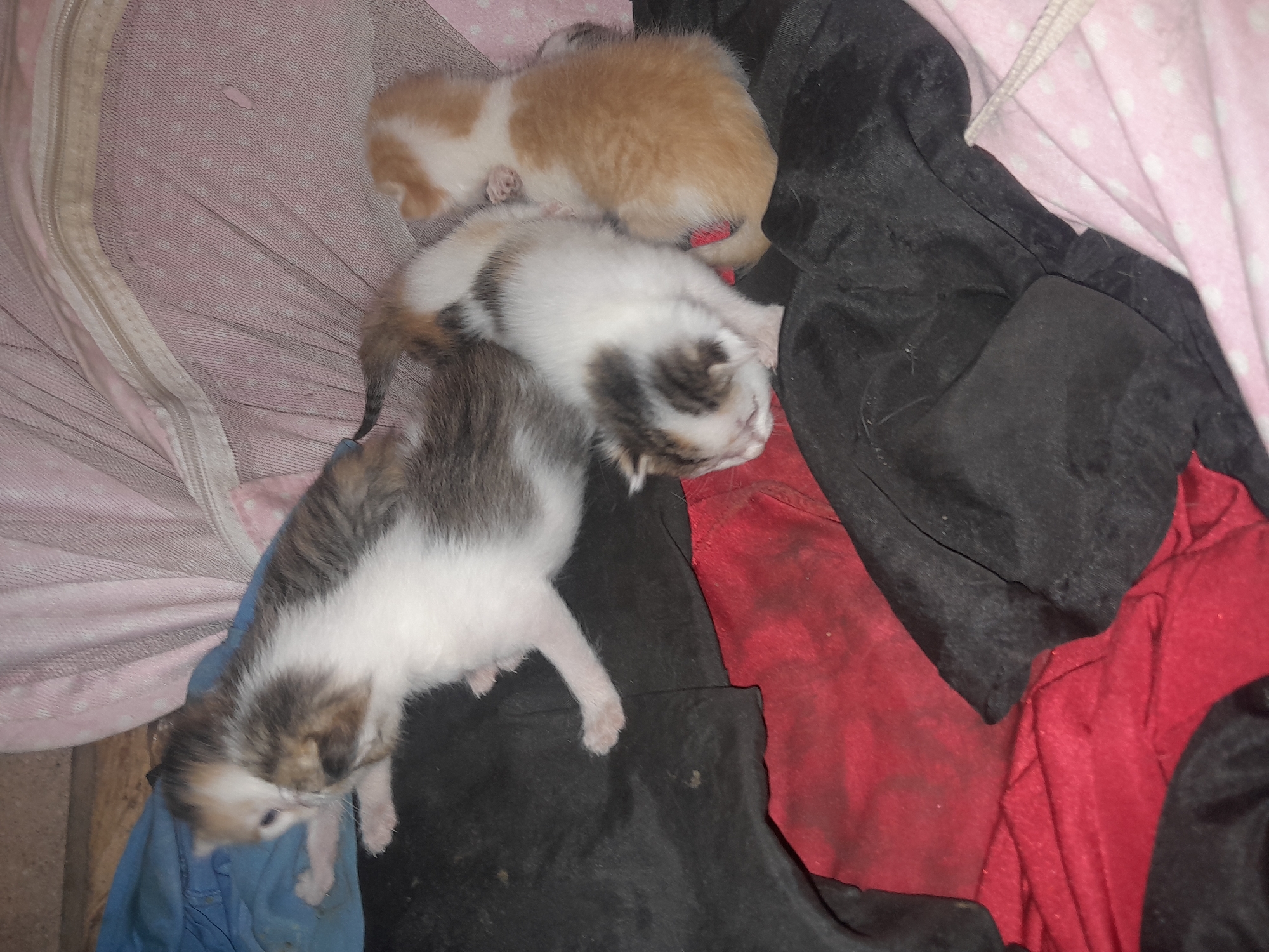 The image shows three kittens clustered together on a surface covered with assorted fabrics. One kitten is predominantly orange and white, while the other two are varying shades of gray and white. The fabric beneath the kittens includes a pink and white polka-dotted material, a dark black fabric, and a red fabric. A blue fabric piece is visible near one kitten. The location is purportedly in Jos, Nigeria, but no element in the image explicitly confirms this.