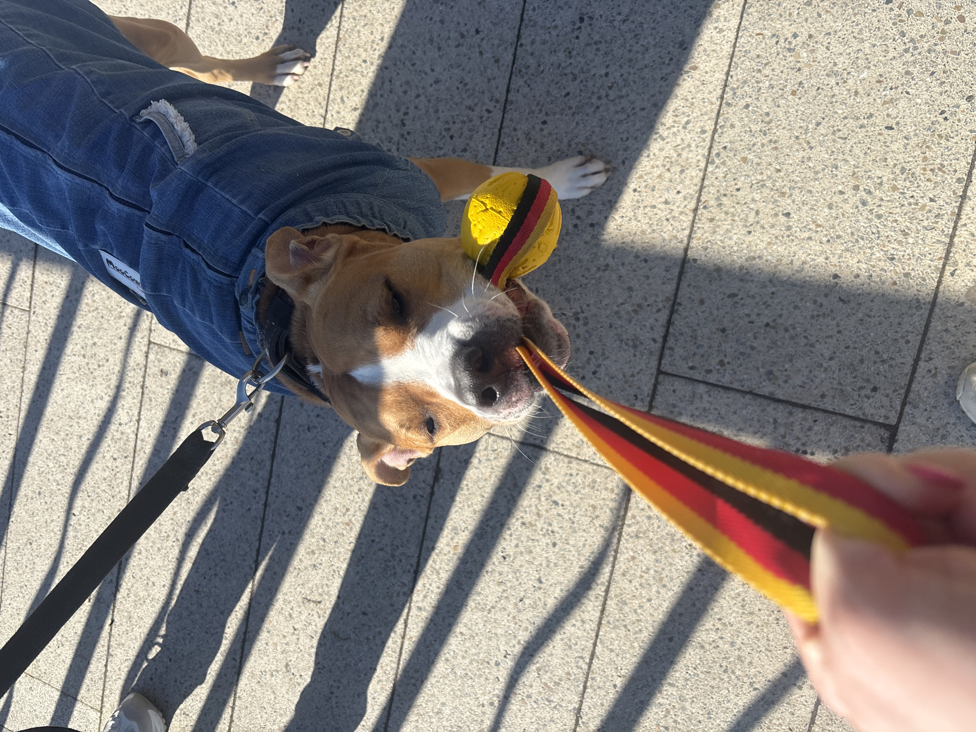 A medium, high-angle, close-up shot depicts a tan and white pit bull dog wearing a denim jacket, pulling on a striped red, yellow, and black strap held by a human. The dog is on a leash, and a yellow and black striped ball sits atop its head. They are on a paved surface, possibly a sidewalk or plaza, with shadows cast by sunlight, suggesting an outdoor setting. The image lacks architectural context or landmarks, making it impossible to verify its location in Chaikovsky, Russia.