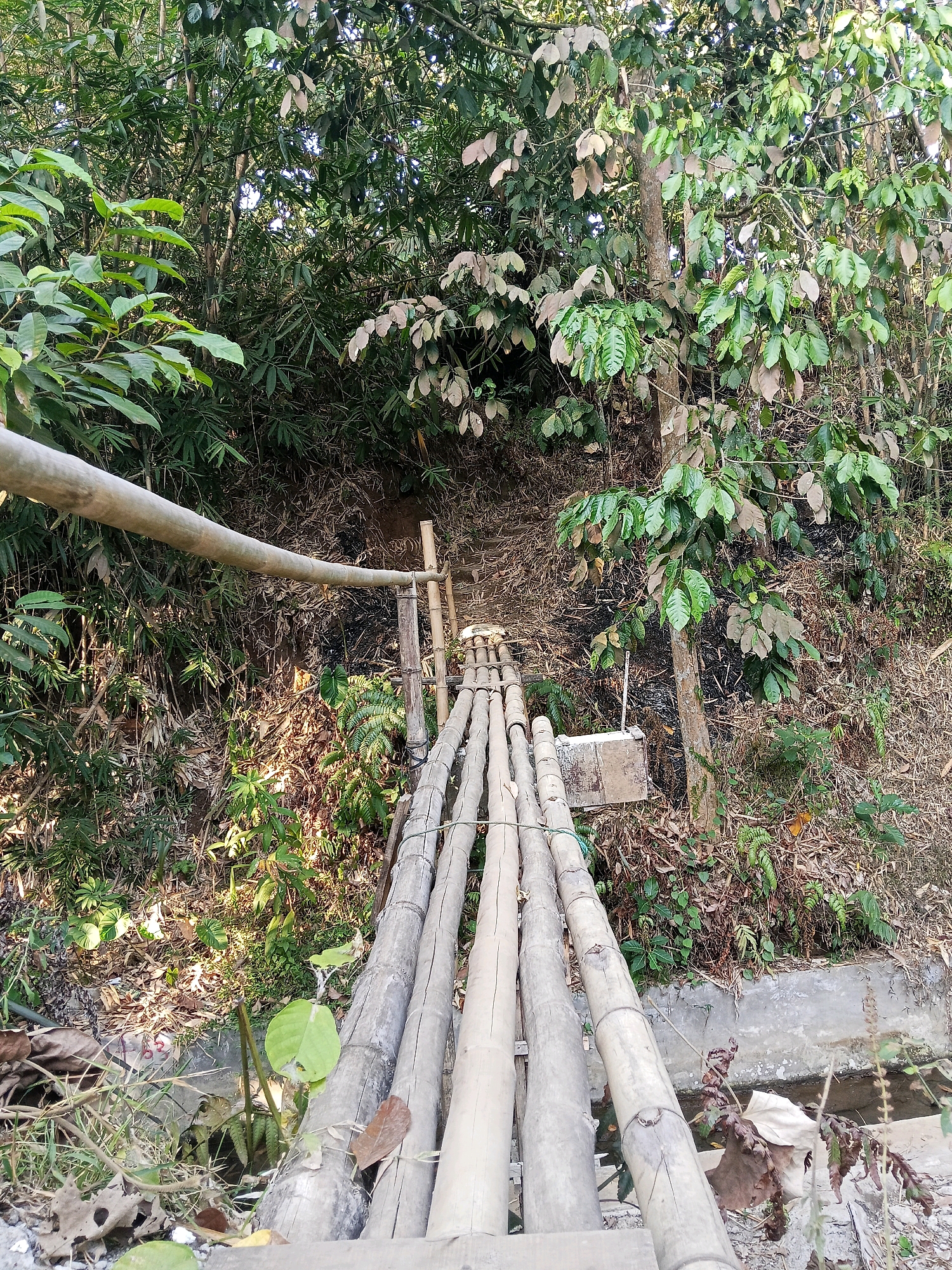 A simple bamboo footbridge spans a narrow, dry gully in Langgongsari, Indonesia. The bridge is constructed from several thick bamboo poles laid parallel to each other, secured with wire or rope. A thicker bamboo pole acts as a railing on the left side, supported by upright bamboo posts. The surrounding environment is lush and overgrown with dense vegetation, including bamboo stalks, leafy trees, and smaller plants. The ground is covered with dried leaves and debris. The gully itself appears to be a natural depression in the earth, possibly a dry stream bed, with a concrete lining visible in some areas. The lighting suggests it is daytime, with sunlight dappling through the tree canopy. No people are visible in the image.
