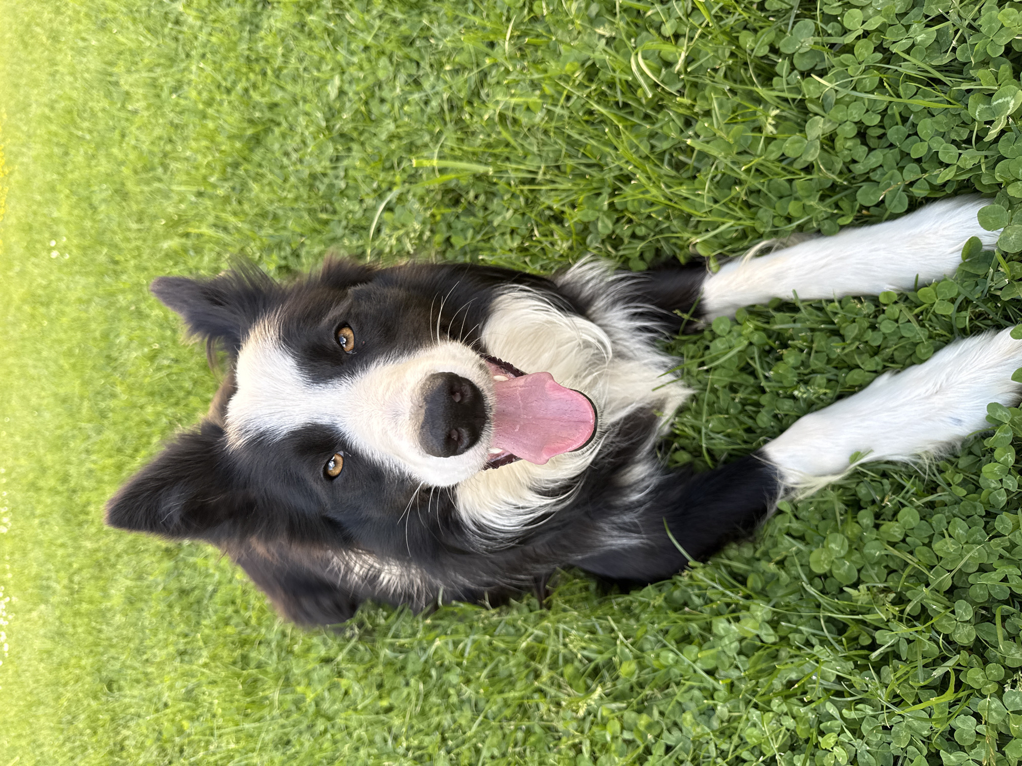 A black and white Border Collie dog lies on its back in a patch of green grass and clover. The dog is looking directly at the camera with its mouth open and tongue protruding. The grass appears to be in a field or lawn. The dog has white fur on its face, chest, and paws, and black fur on the rest of its body. The location cannot be determined to be in the city of Berkovitsa, Bulgaria, as there are no geographical clues in the image.