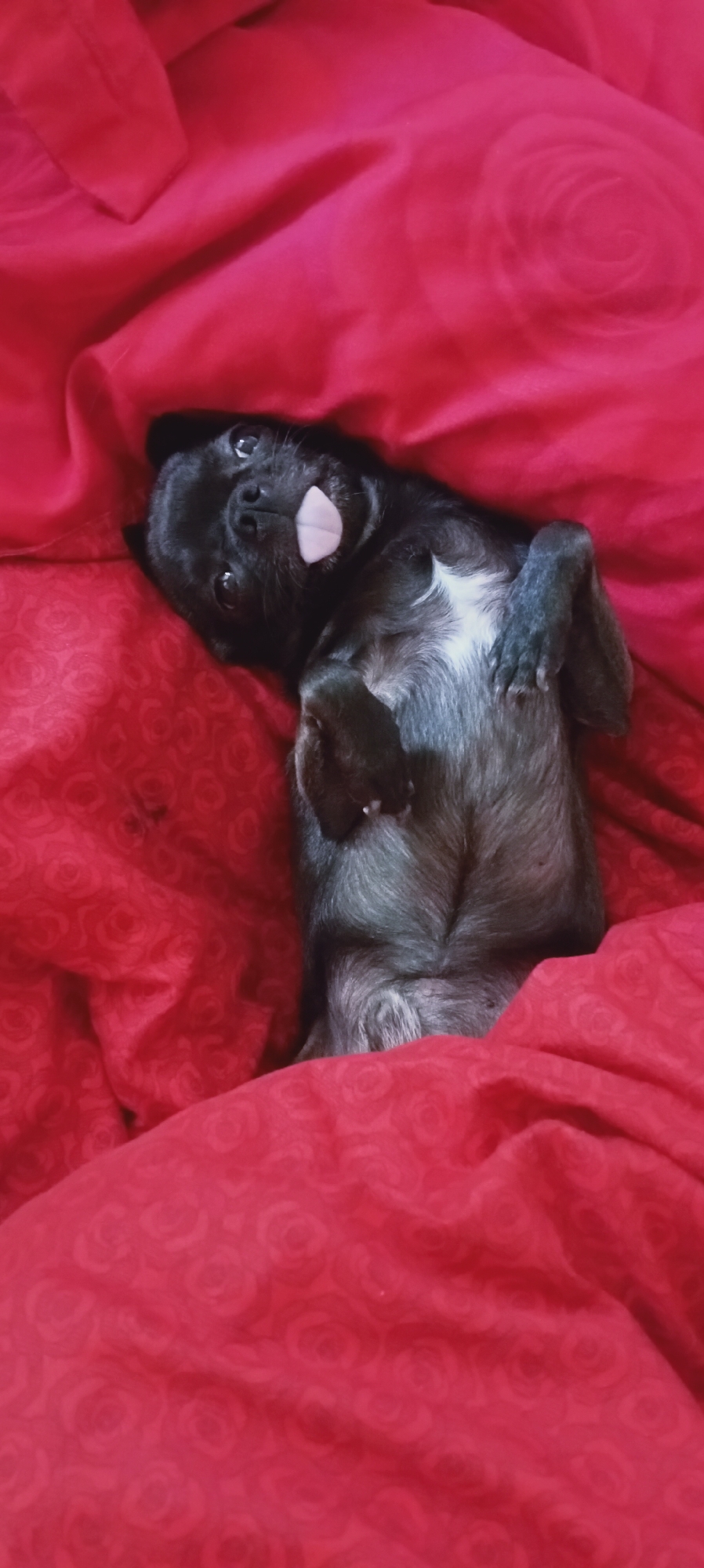 A black pug with its tongue sticking out is lying on its back on a red fabric with a rose pattern. The pug's paws are raised in the air. The image appears to be taken indoors, likely on a bed or couch. There is no information about the location in Sokuluk, Kyrgyzstan.