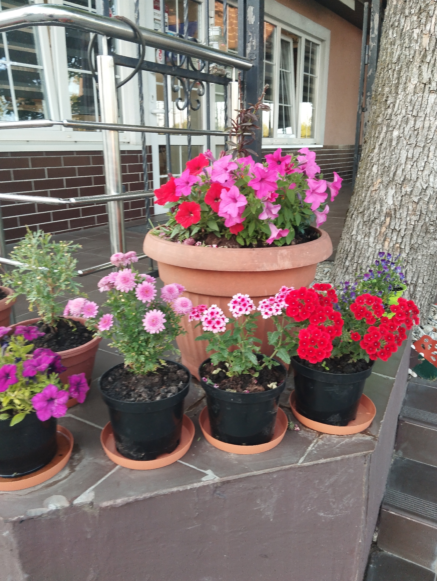 This media file captures a collection of potted flowers arranged on a tiled surface in front of a building. The scene is outdoors, with a large tree trunk visible to the right, suggesting a natural or semi-natural setting. The building has a brick base and windows, with a metal railing and dark vertical posts indicating an entrance or porch area.
The foreground is dominated by various potted plants. A large terracotta pot in the center holds a cluster of bright pink petunias. To the left, a black pot contains vibrant purple petunias. Beside the pink petunias, a smaller pot holds delicate light pink mums. Further to the right, two black pots each display clusters of small red flowers, possibly geraniums or verbena. Another small pot with tiny blue flowers is also visible.
The flowers are in full bloom, suggesting a warm weather season, likely spring or summer. The lighting indicates daytime, possibly late morning or afternoon, with soft shadows present. The overall impression is one of a well-maintained outdoor space adorned with colorful floral arrangements. There are no people visible in the image, and no text is discernible. The setting appears to be a residential or commercial property, given the building's architecture and the organized display of potted plants. The tiled ground and the building materials provide further context for the location.