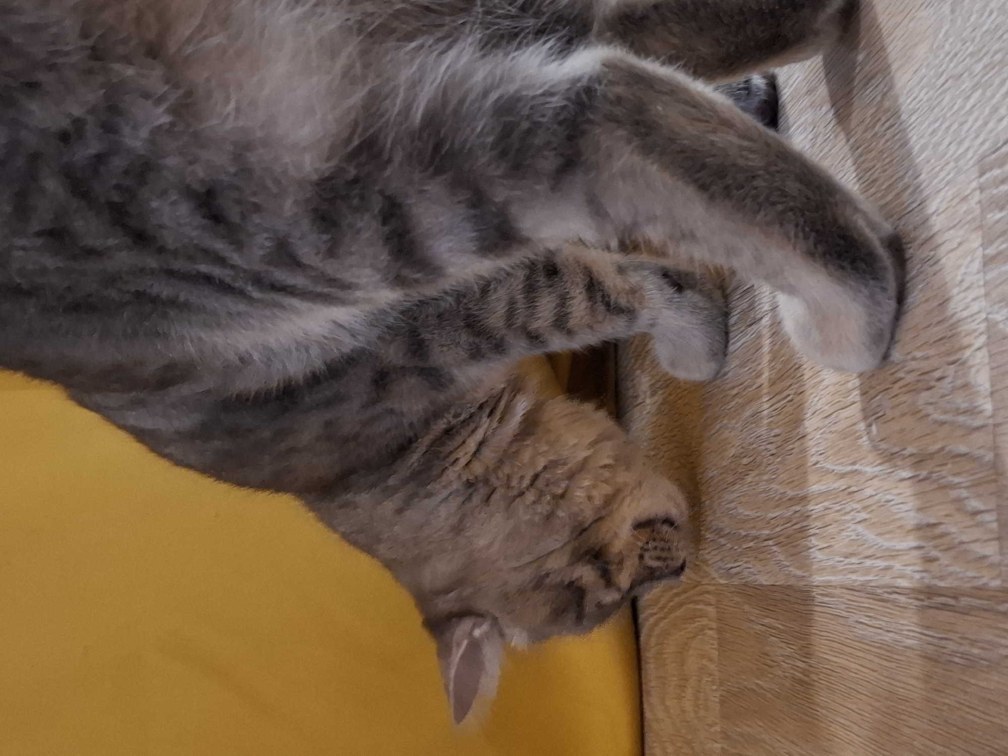 The image shows a close-up, top-down view of a tabby cat lying on a wooden floor. The cat is predominantly grey with darker tabby stripes. Its paws are visible, one resting on the floor and another tucked underneath its body. The cat's face is turned away from the camera, with its head resting on a bright yellow surface, possibly a cushion or piece of furniture. The wooden floor has a distinct grain pattern. The lighting suggests it could be daytime, but there are no external environmental cues. The scene appears to be indoors. The overall impression is one of a relaxed or sleeping pet in a domestic setting within Zemun Urban Municipality, Serbia.
