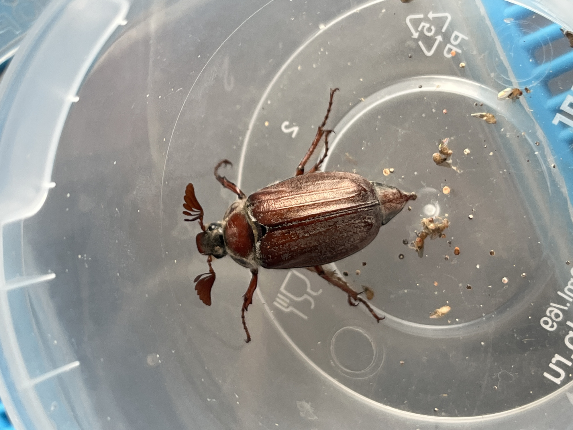 A brown beetle, likely a May beetle (Melolontha melolontha), is positioned in the center of a clear plastic container. The container has a circular shape. The beetle is seen from above. The background of the container has some small debris or specks. The presence of markings and text on the container is noted, but the text isn't interpretable from the image. The environment suggests an indoor setting with controlled lighting, and the container appears to be for observation. There is no location information available.