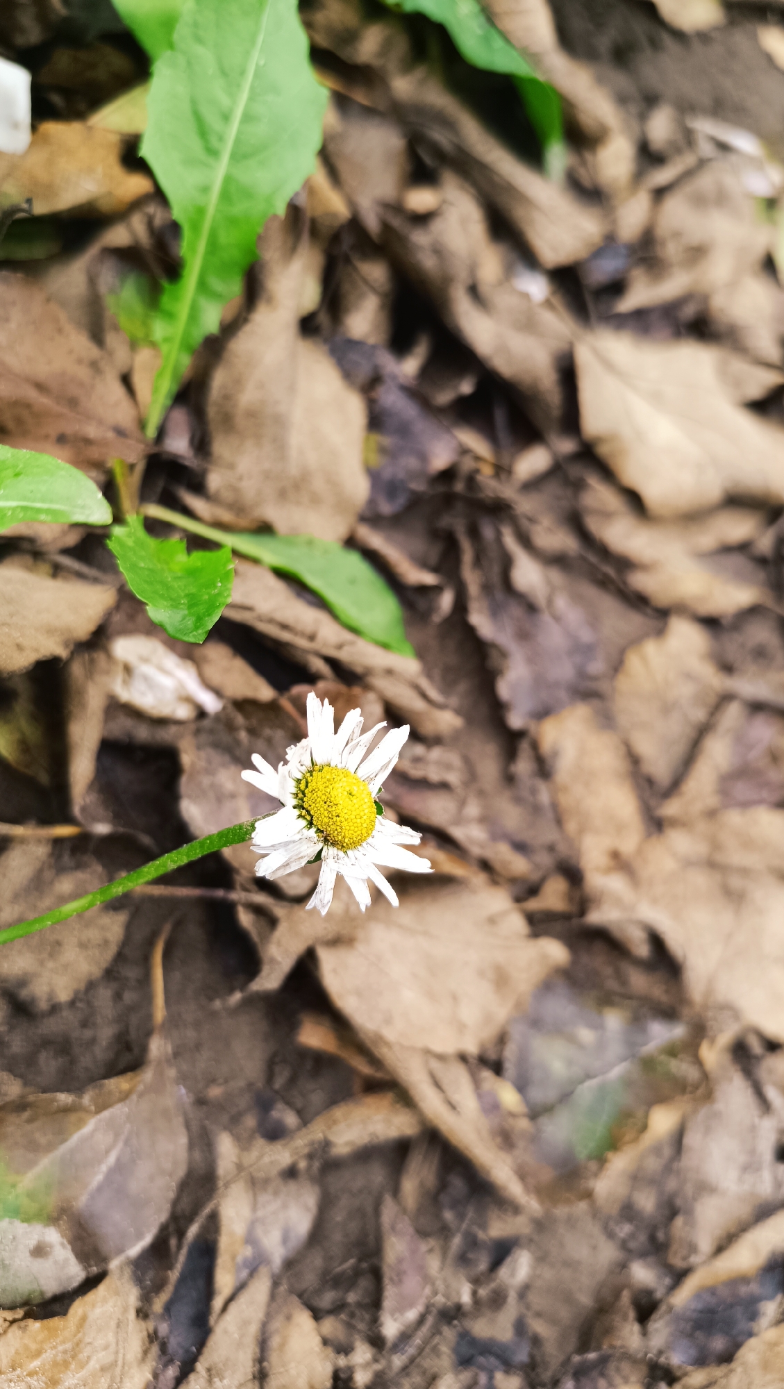 A single white daisy with a yellow center rests on a bed of fallen brown leaves. The daisy has delicate white petals, some of which are slightly curled, and a vibrant yellow disc florets in the center. A thin green stem extends from the daisy, angled towards the left side of the frame. In the upper left quadrant of the image, a few fresh green leaves emerge, providing a stark contrast to the dry, decaying leaves covering the ground. The background is composed entirely of these dried leaves, which are varied in color from light tan to dark brown and show signs of decay. The overall impression is of a small bloom persevering amidst the detritus of nature. The location is the city of Karsha, Russia.