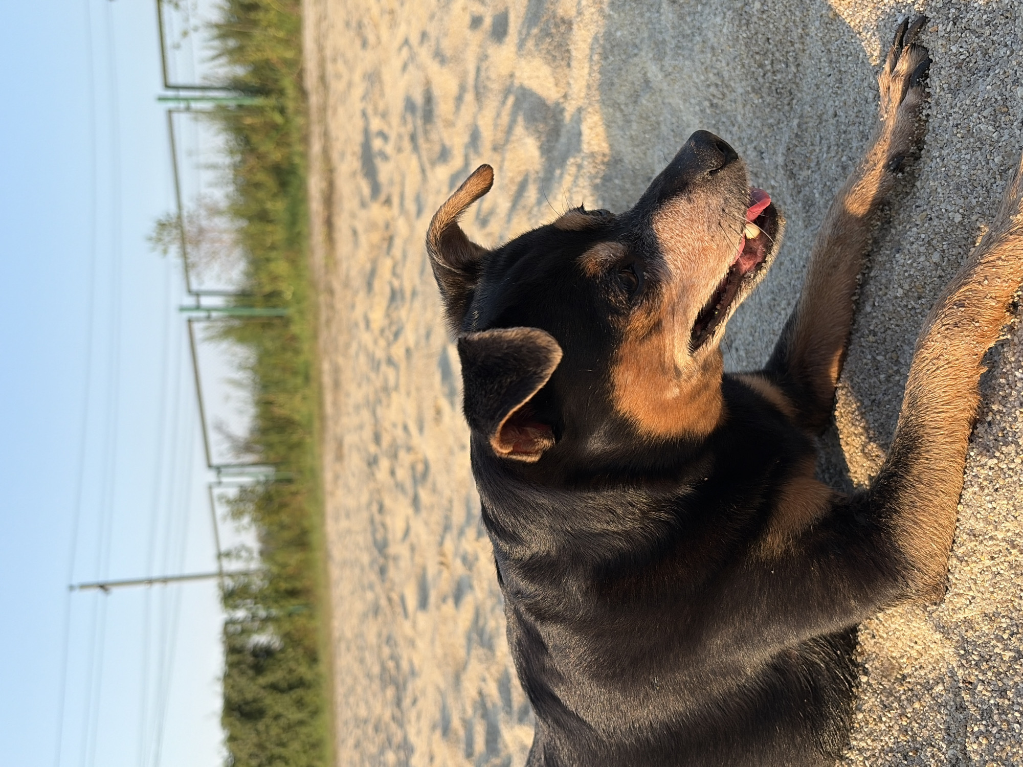 A black and tan dog lies on a sandy surface in Malyshevo, Russia. The dog is facing to the right with its mouth slightly open, revealing its tongue. Its ears are perked. The background consists of a shallow depth of field showing green foliage and a fence under a clear sky. The lighting suggests it is either sunrise or sunset.