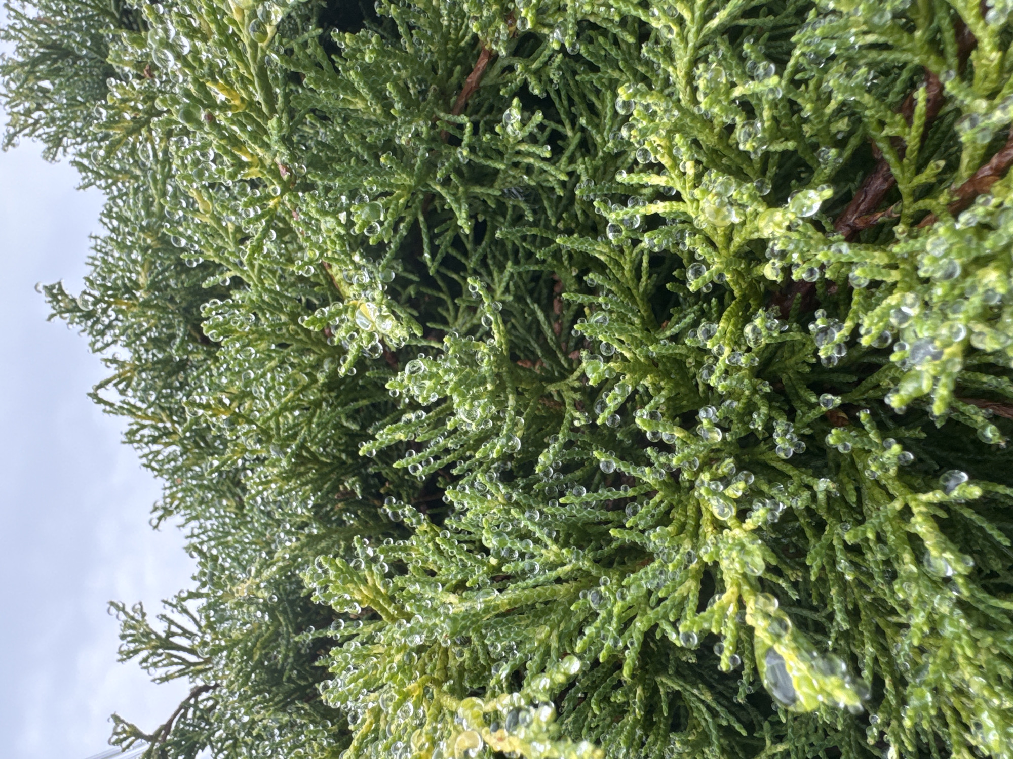 A close-up, eye-level, medium shot captures a dense, green juniper bush covered in numerous small, clear water droplets, likely from recent rain. The droplets are scattered across the fine, needle-like foliage, some appearing perfectly spherical while others are elongated or irregular. The lighting suggests an overcast sky, typical of the weather in Coquitlam, Canada, as indicated by the muted light and soft shadows. The background is filled with more of the same shrubbery, creating a textured, organic composition. There are no people, animals, or man-made objects visible in the frame. The focus is sharp on the water droplets and the individual needles, highlighting the intricate details of the plant in its damp state. The overall impression is one of natural beauty and the quiet aftermath of rain.