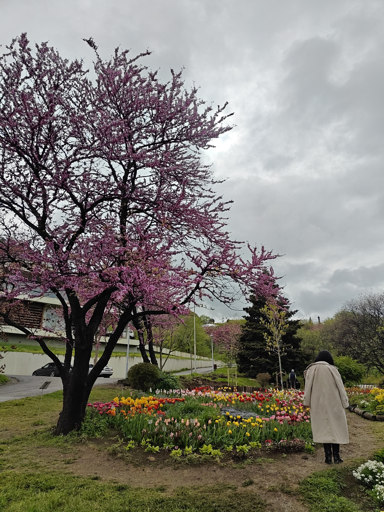 The image depicts a vibrant garden scene in Tbilisi, Georgia, under an overcast sky, suggesting a cool spring day. A prominent feature is a large tree in the left foreground, adorned with abundant pinkish-purple blossoms, likely a Redbud, its dark, intricate branches creating a striking silhouette.
To the right of this tree, an extensive flower bed stretches across the mid-ground, showcasing a rich array of colorful tulips in shades of red, yellow, pink, orange, and white. These flowers are planted densely, creating a tapestry of color. A person, viewed from behind, stands on a dirt path in the lower right quadrant, wearing a long, light-colored coat and dark boots, observing the flowers. Another individual is faintly visible further in the background amidst other trees.
In the mid-distance on the left, a paved road or driveway runs alongside a modern-looking building with concrete and window elements. Two cars are parked on this road. The background reveals a gently sloping landscape covered with green trees and foliage. Small, unreadable signs are visible within the flower beds, likely providing information about the plants. The scene conveys a sense of tranquility and the beauty of a garden in full bloom.