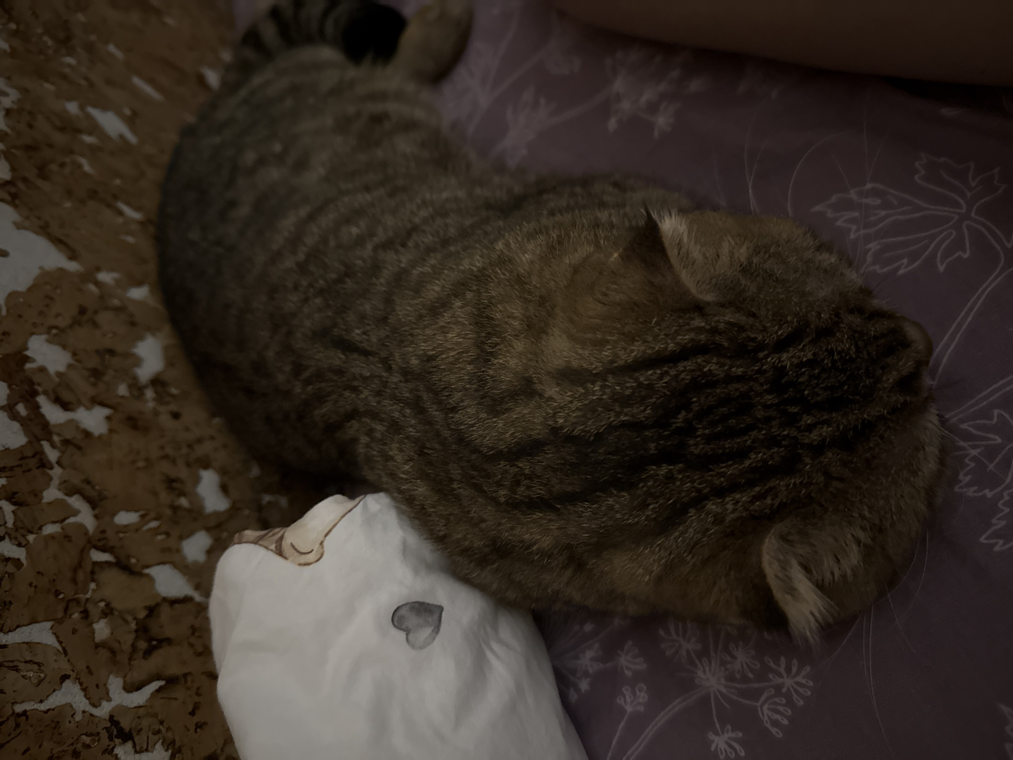 A tabby cat is curled up on a bed, resting its head on a small white pillow with a heart design. The bed has patterned sheets in shades of purple and brown. The location is Unknown, Unknown.