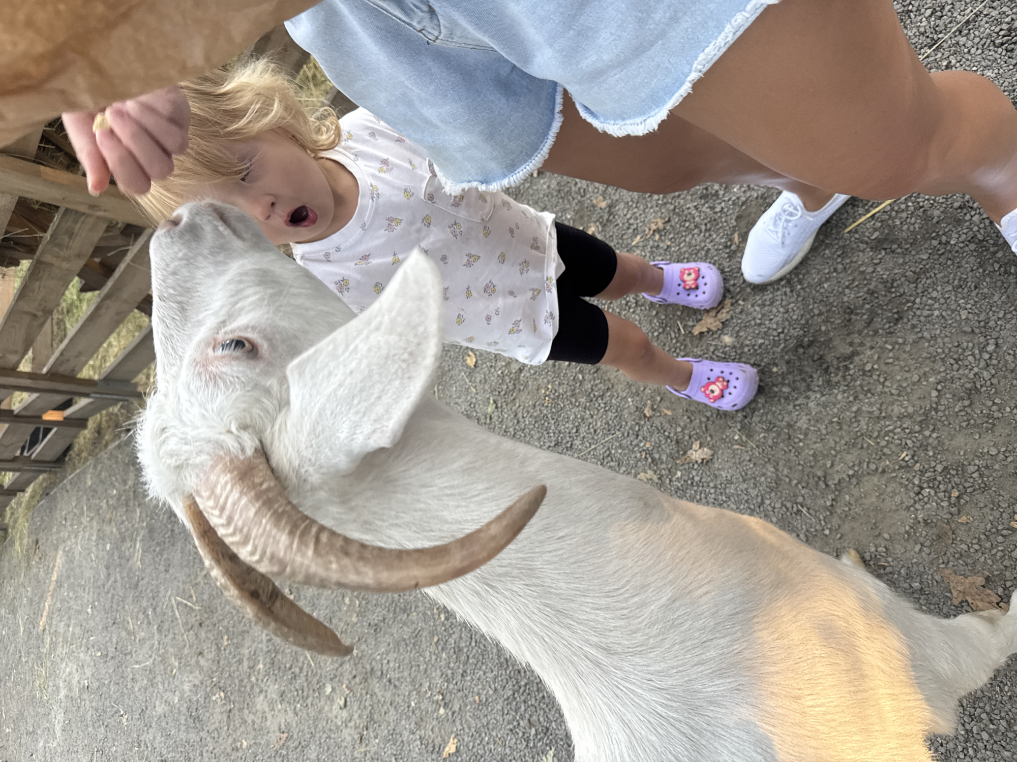 The image shows a child with blonde hair and a white t-shirt with a floral pattern, interacting with a white goat. The child's mouth is open, appearing surprised or excited. A person's hands are visible in the upper left corner, possibly feeding the goat. The goat has visible horns and is looking towards the child. The scene appears to be outdoors, with a gravelly ground and a wooden fence in the background. The child is wearing black shorts and purple Crocs, while an adult's legs, clad in denim shorts and white sneakers, are visible on the right. The lighting suggests it is daytime. The location is identified as Orlivshchyna, Ukraine. There is no visible text in the image.