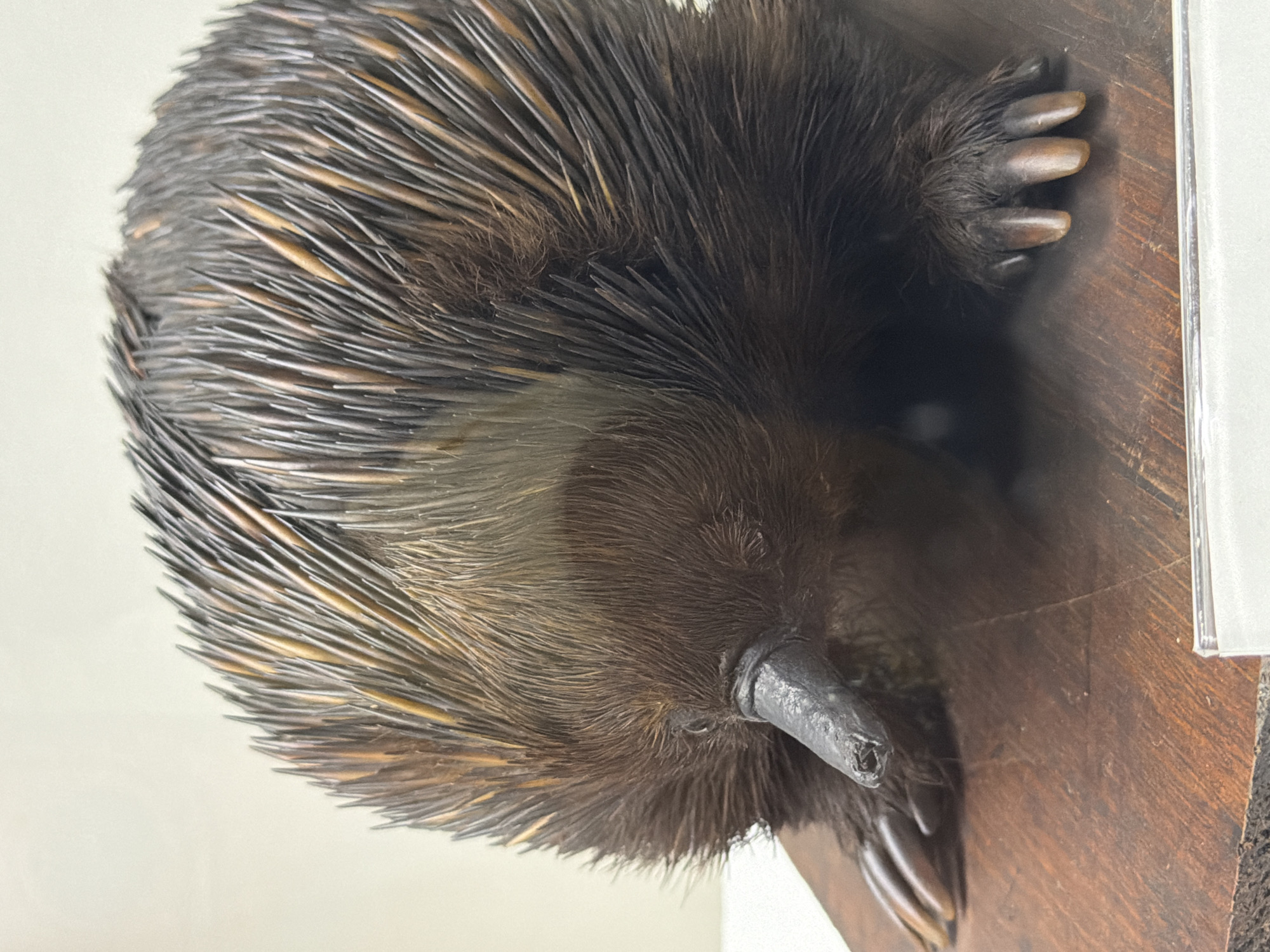 This is a close-up, eye-level shot of an echidna. The echidna is oriented vertically in the frame, with its snout pointing downwards towards the lower right. Its body is covered in dark brown and tan quills, which overlap and create a textured appearance. The echidna's fur is visible beneath the quills, appearing dark and dense. Its snout is elongated and dark, with a small opening at the tip. To the right of the echidna, a portion of its clawed foot is visible, resting on a wooden surface. The wood grain is clearly discernible, and the surface appears to be dark brown. The background is a light, neutral color, possibly white or a very light gray, and is out of focus. To the far right of the image, a sliver of a clear, flat object is visible, possibly a display case or protective barrier. No text is visible in the image. The lighting is even, and there are no strong shadows, suggesting an indoor setting, likely a museum or exhibit. The echidna appears to be stationary, and the overall impression is that of a well-preserved specimen.