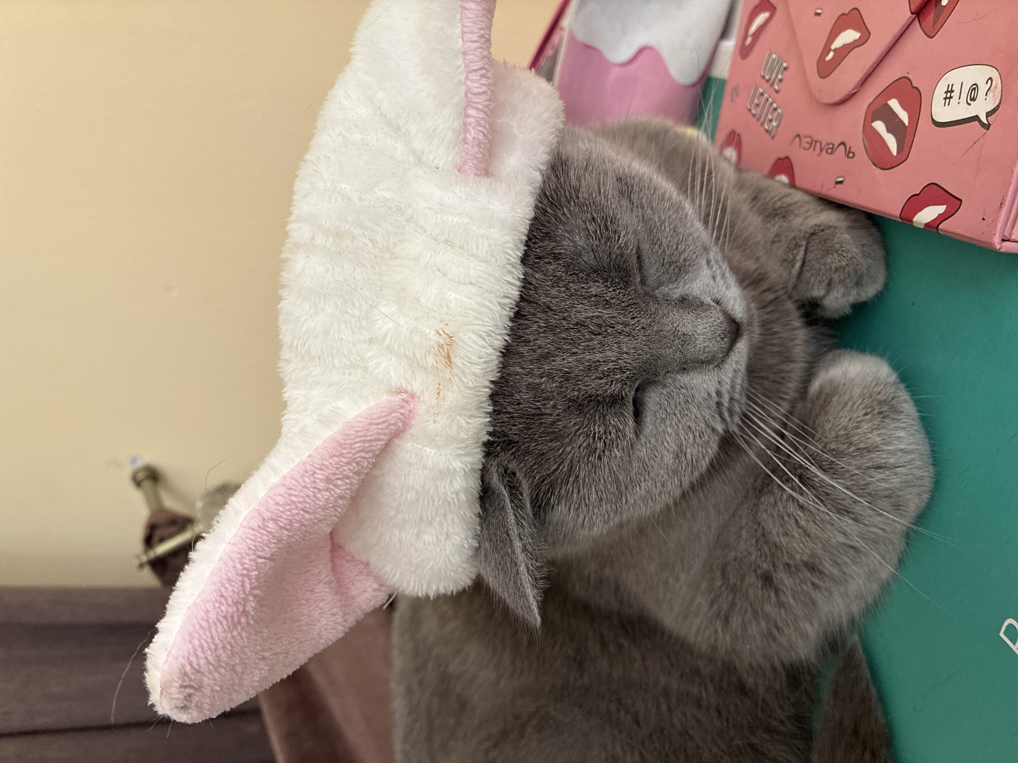 A gray cat is lying down with its eyes closed, wearing a fluffy white headband with pink bunny ears. The cat's fur is short and dense. The headband has pink trim on the ears. The cat is resting on a teal surface. To the right of the cat, a pink object with a pattern of lips and speech bubbles is visible. The background consists of a beige wall and a dark brown object that appears to be a bottle. The image is a close-up shot, focusing on the cat and the headband. There is no identifiable information about the city of Alanya, Turkey, in this image.