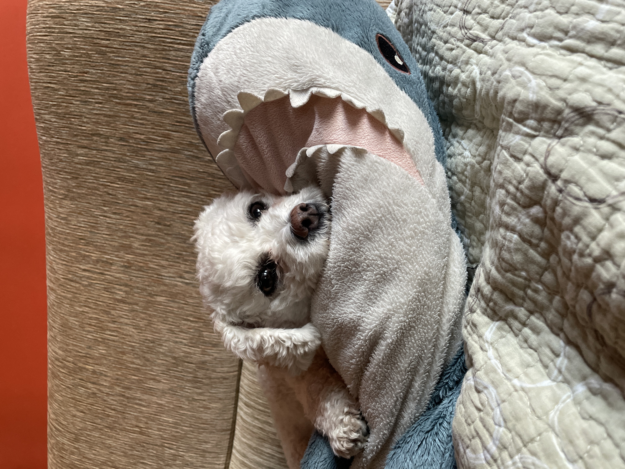 A small, white Bichon Frise dog is nestled inside the mouth of a plush blue shark toy. The shark's mouth is lined with pink material and triangular white teeth. The dog's black eyes and brown nose are visible. The scene is set indoors, with a textured brown surface visible in the background on the left and a quilted blanket on the right. There is no information to place this image in Yekaterinburg, Russia.