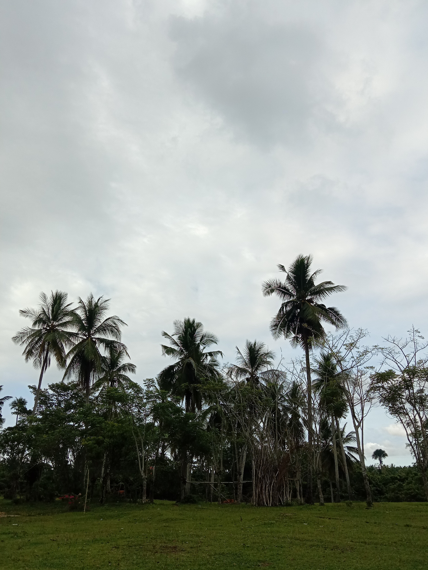 The image shows a landscape scene in Blangkarieng, Indonesia. The foreground is a grassy field. Beyond the field, there is a cluster of trees, including several prominent coconut palms. Some of the trees have bare branches. The sky is overcast with gray and white clouds. There are no people visible.