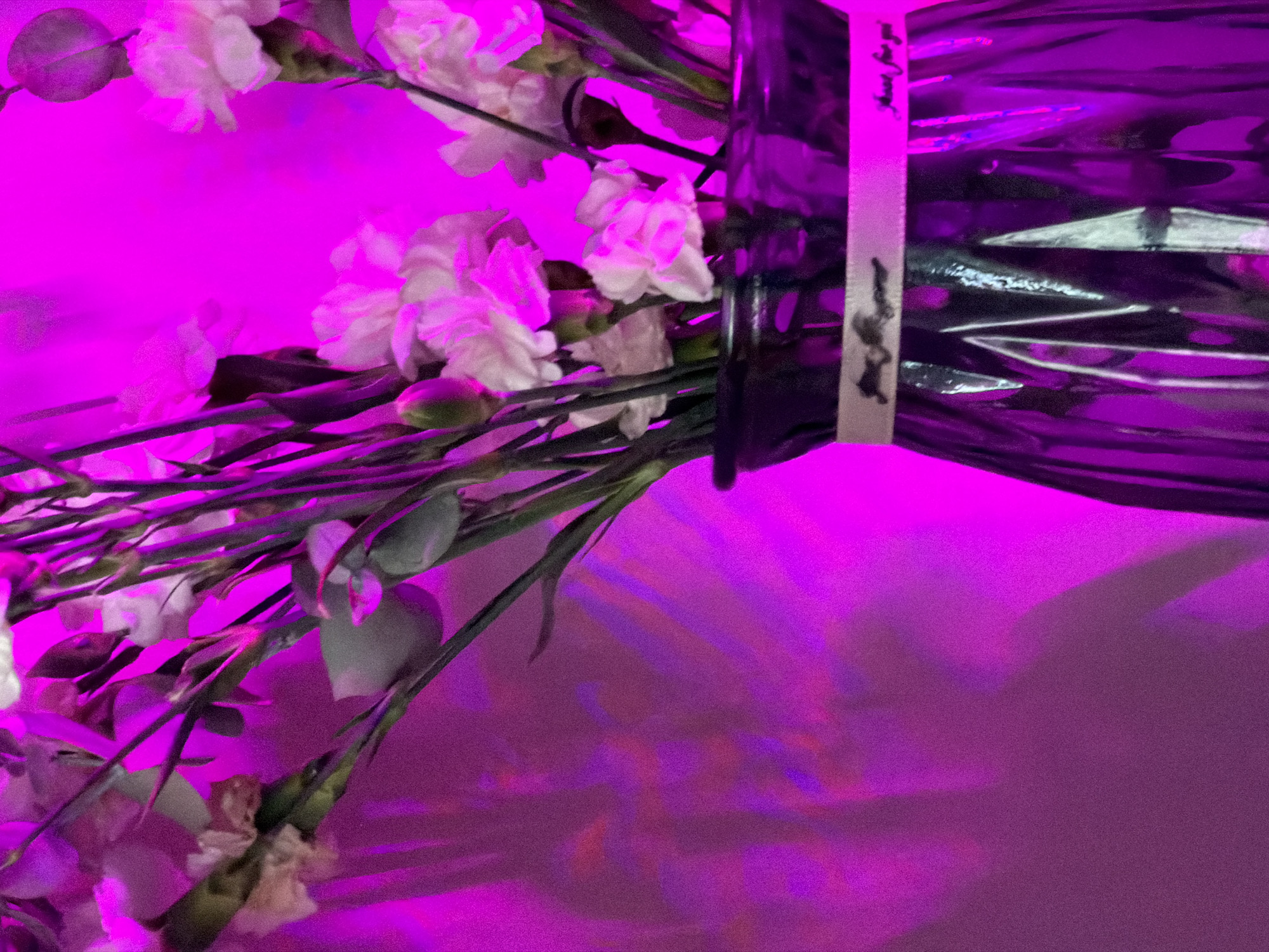 The image captures a vibrant still-life arrangement of white flowers, likely carnations, with green stems and leaves. The flowers are arranged within a dark, reflective cylindrical object, appearing to be a vase or bottle, positioned on the right side of the frame. A light-colored ribbon is tied around the neck of this object, on which faint, handwritten-style text is visible, reading "Thank you for".
The entire scene is illuminated by an intense, artificial magenta or deep purple light, which saturates the background and casts a strong hue over the flowers and the reflective surfaces. The background shows distinct light streaks and refractions, indicating a glossy or metallic surface that reflects the vibrant lighting. The dark cylindrical object also exhibits bright highlights from the strong illumination. No activity is taking place, and no people are present. The artificial lighting suggests an indoor setting, possibly in the evening or at night. The striking color palette creates a modern and stylized aesthetic. No specific location cues are visible within the image itself.