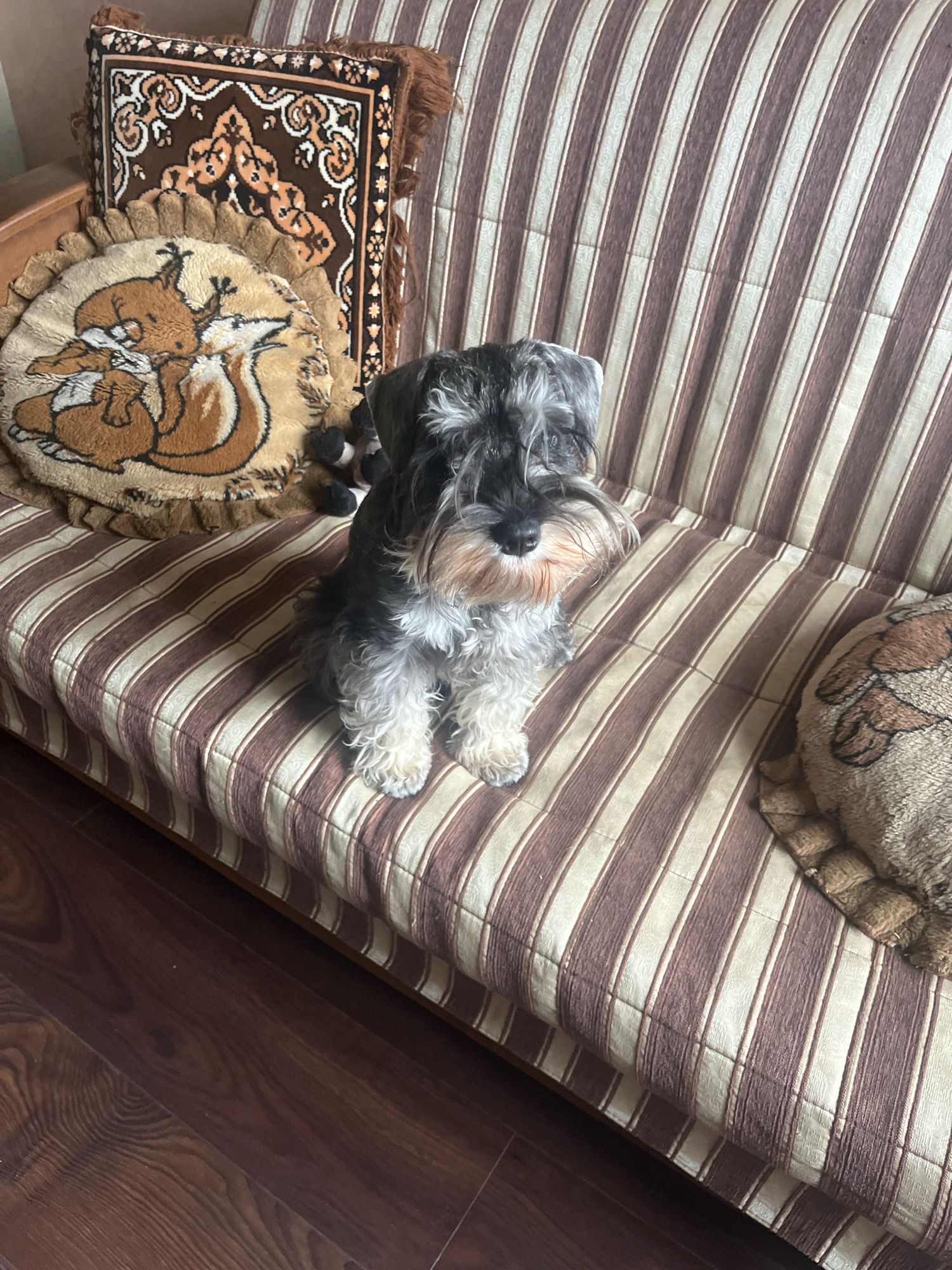 A Miniature Schnauzer dog is sitting on a striped sofa. The sofa has brown and tan stripes. To the left of the dog are two decorative pillows, one rectangular with a patterned design and the other round with a squirrel motif. To the right of the dog is another round pillow with a brown patterned design. The flooring is dark wood. The scene is likely indoors.