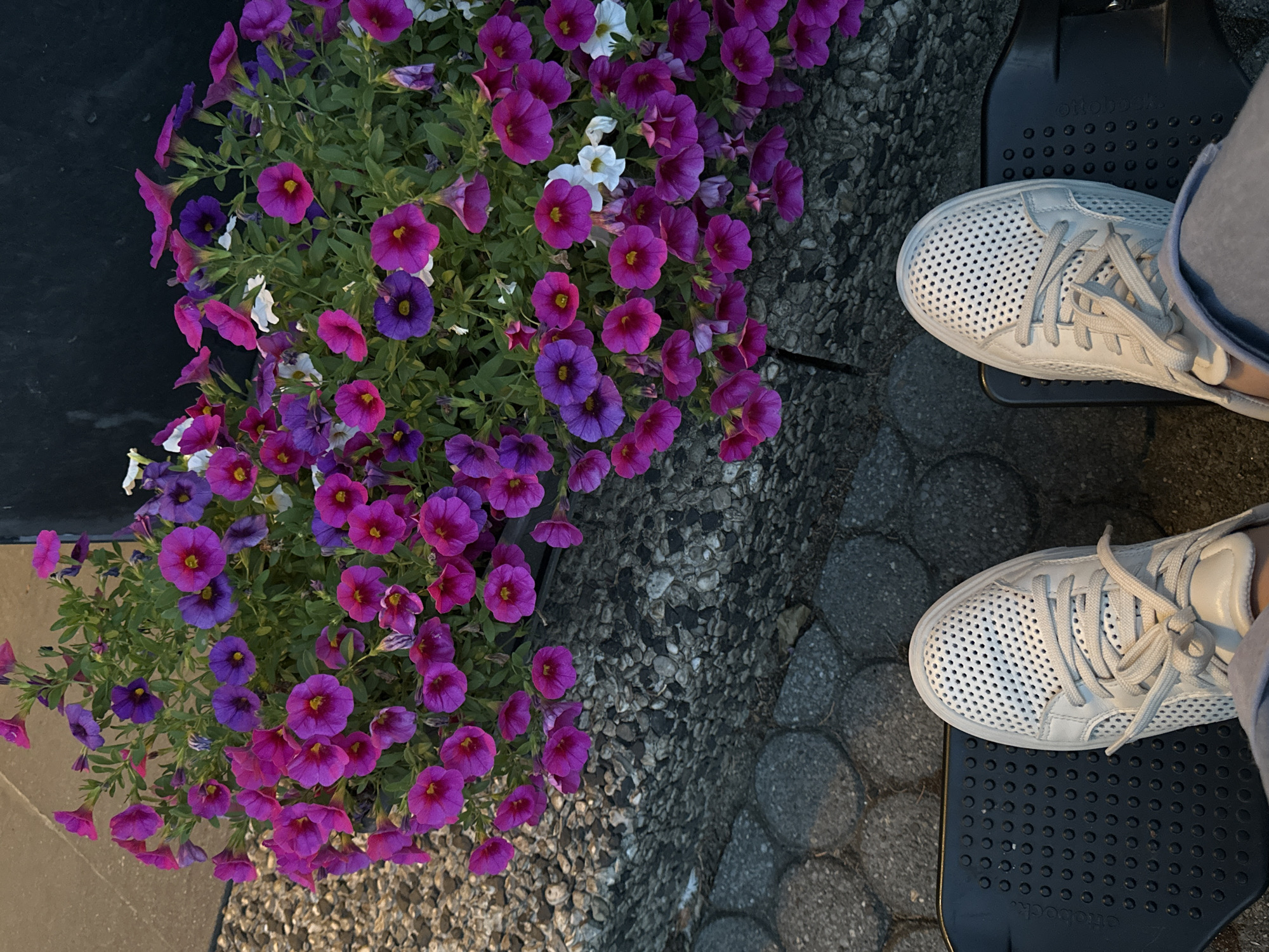 The image shows a top-down view of a person's feet wearing white perforated sneakers, standing on a dark textured surface which appears to be a footrest or part of a mobility device. The person is wearing light blue pants. To the left of the feet, a vibrant planter overflows with purple and pink petunia flowers, interspersed with a few white blooms. The planter is positioned next to a dark, solid surface. The ground around the planter and the footrest is covered with small gray gravel and larger, round, gray paving stones. The lighting suggests it is either early morning or late afternoon, with the sunlight casting a warm glow on the flowers. The setting appears to be outdoors, possibly in a garden or a public walkway. There is no discernible text visible in the image. The overall impression is one of a moment of rest amidst colorful nature.
