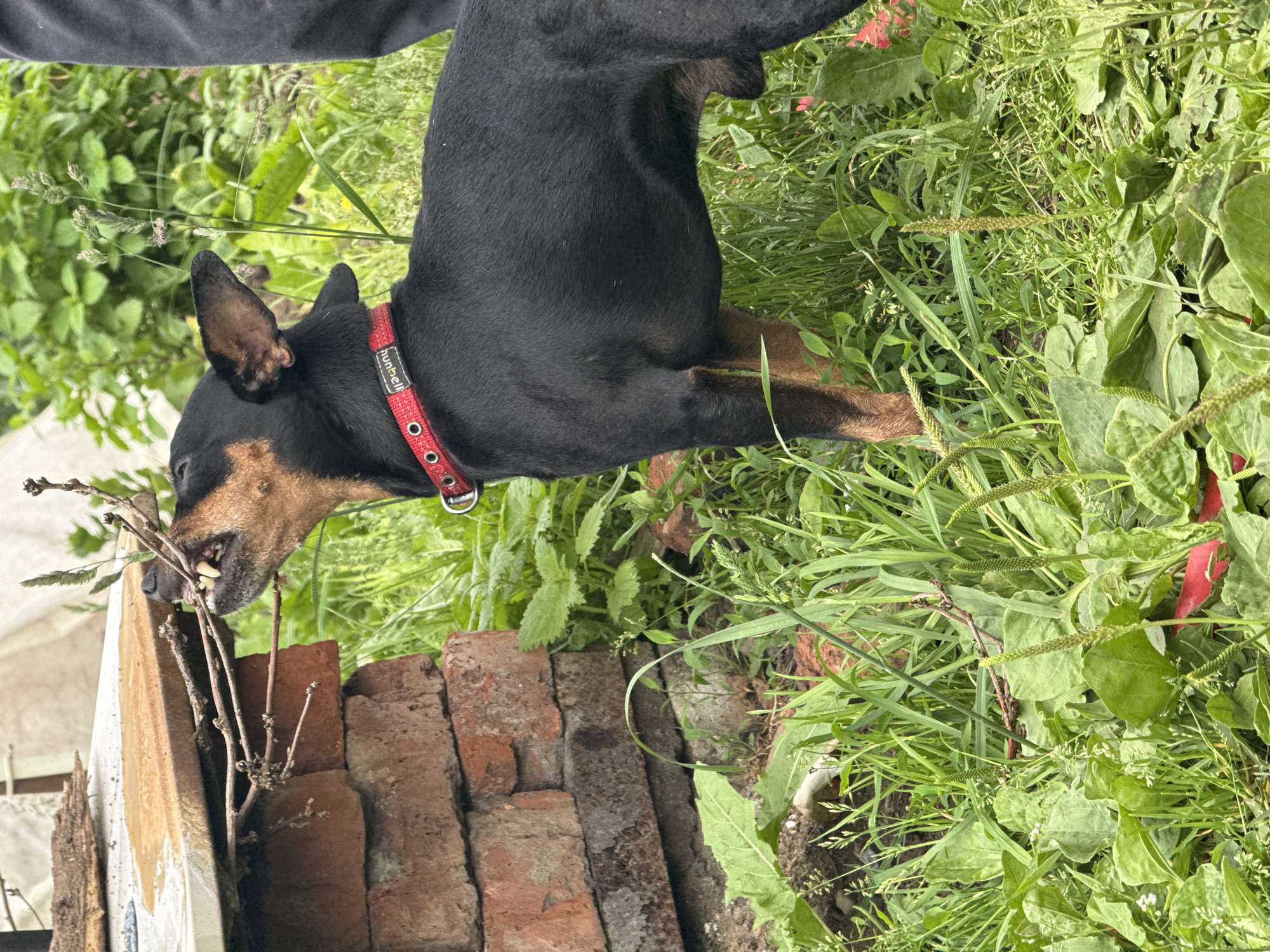 In Rosstani, Russia, a black and tan Miniature Pinscher dog, wearing a red collar, stands in a grassy outdoor area. The dog is biting on several thin twigs protruding from beneath a stack of red bricks supporting a light-colored, flat object. The background consists of lush green foliage and some lighter colored structures. The lighting suggests it is daytime.