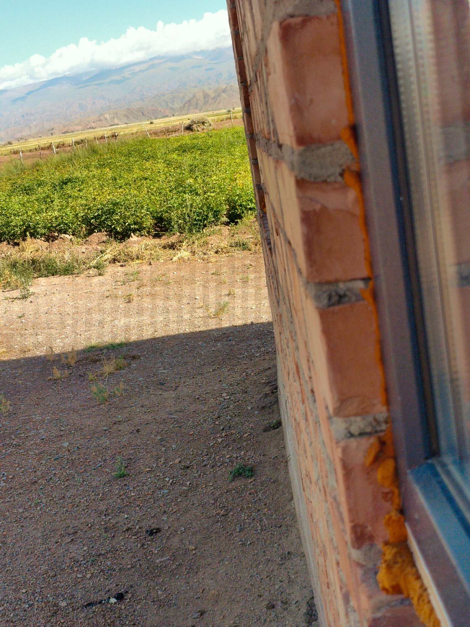 A close-up, angled shot from the side of a brick building shows a green field with rows of plants and a mountain range in the background. The building, constructed of red bricks and gray mortar, has yellow sealant around a window frame. The foreground features a dirt path with scattered pebbles and sparse vegetation. The field is a vibrant green, suggesting a crop or cultivated area. The sky above is blue with scattered white clouds. The overall scene depicts a rural or semi-rural environment.