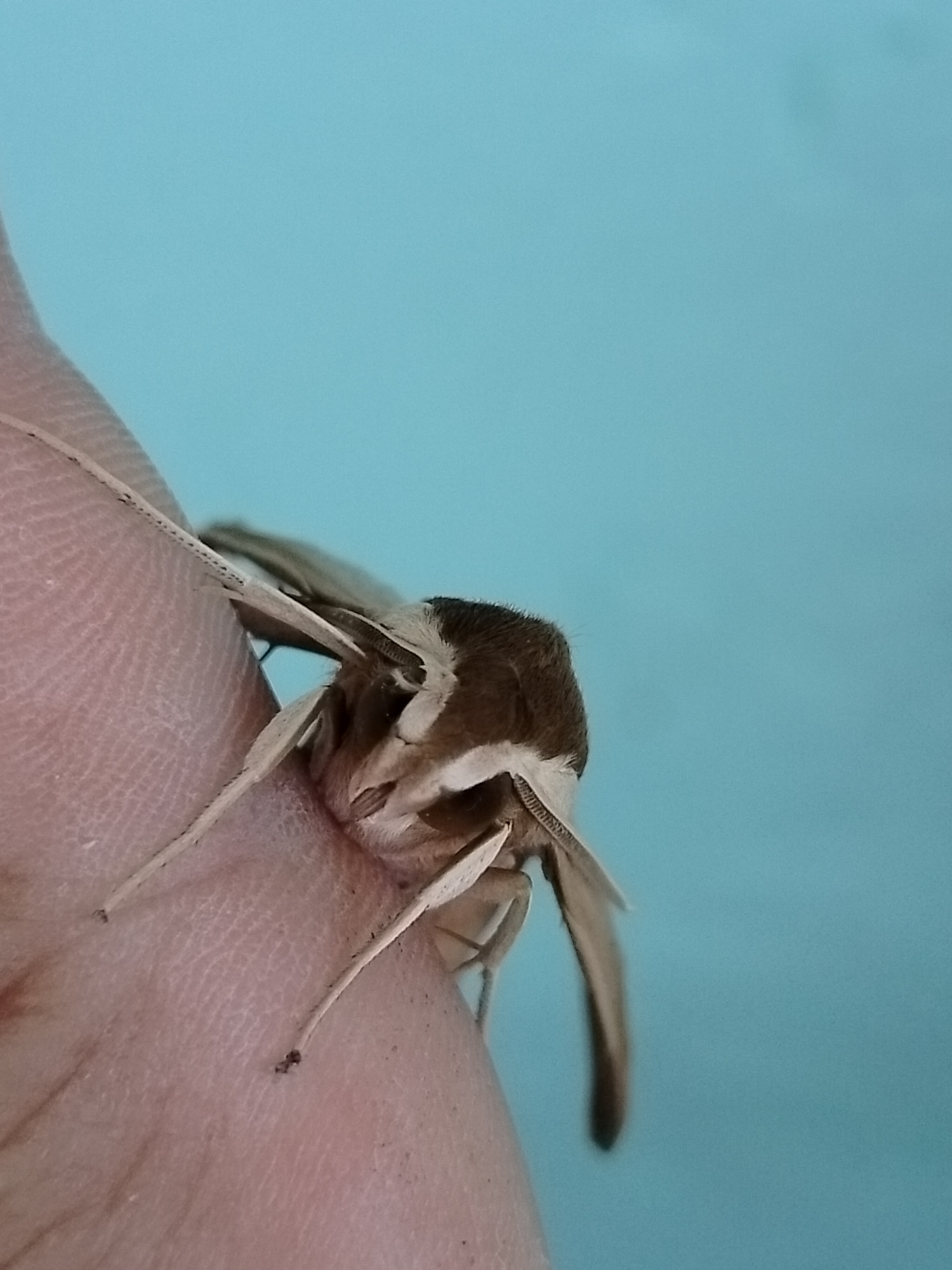 A close-up, side view captures a moth resting on a person's finger against a blurred teal background. The moth, with its light brown and white patterned wings and dark brown head, is perched on the textured skin of the finger. The moth's thin, segmented legs are visible gripping the finger. The image is devoid of any specific context related to the city of Көлкент, Kazakhstan, or any discernible urban environment. The focus is solely on the insect and its immediate surroundings.