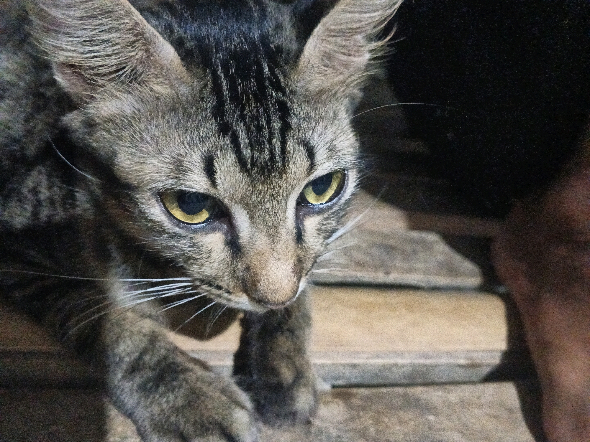 A close-up shot features a young tabby cat with striking yellow eyes. The cat's fur displays a mix of brown, black, and grey stripes, with prominent black markings on its forehead. Its ears are alert, and its whiskers are long and white, fanning out from its muzzle. The cat is positioned on what appears to be a wooden surface, with planks visible beneath it. To the right of the cat, a blurred human hand and arm are partially visible, suggesting an interaction or presence. The background is dark and indistinct, with some lighter wooden elements suggesting an outdoor or rustic setting. This image was captured in Sukaslamet, Indonesia, a location characterized by its rural and natural surroundings, which may include wooden structures common in such environments.