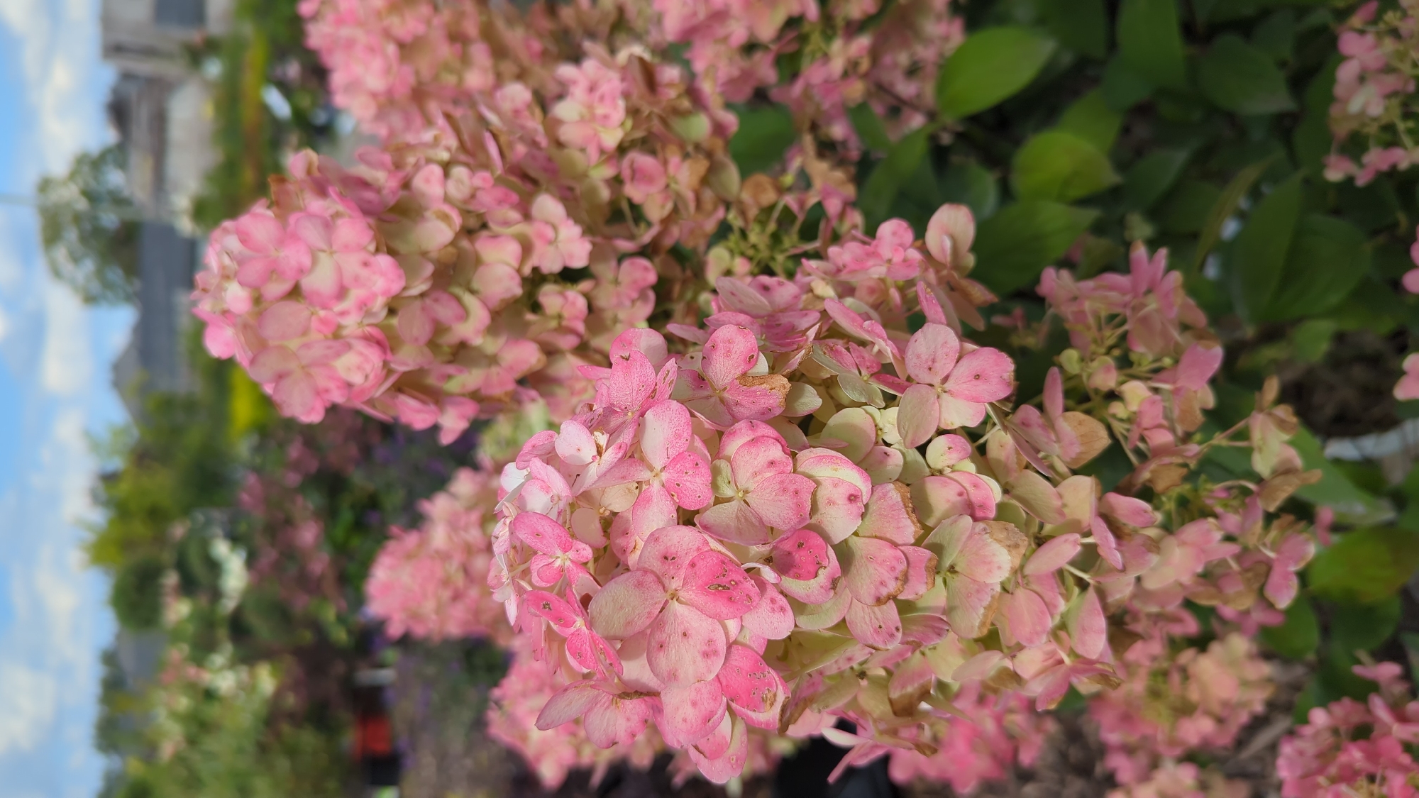This is a close-up, eye-level shot of pink and cream-colored hydrangea flowers. The flowers are in full bloom and are clustered together on the plant. The background is blurred and shows a garden center or nursery with other plants, trees, and buildings visible. The sky is blue with some clouds. The image appears to have been taken during the daytime. The specific location in Laval, Canada, is not discernible from the visual information in the image.