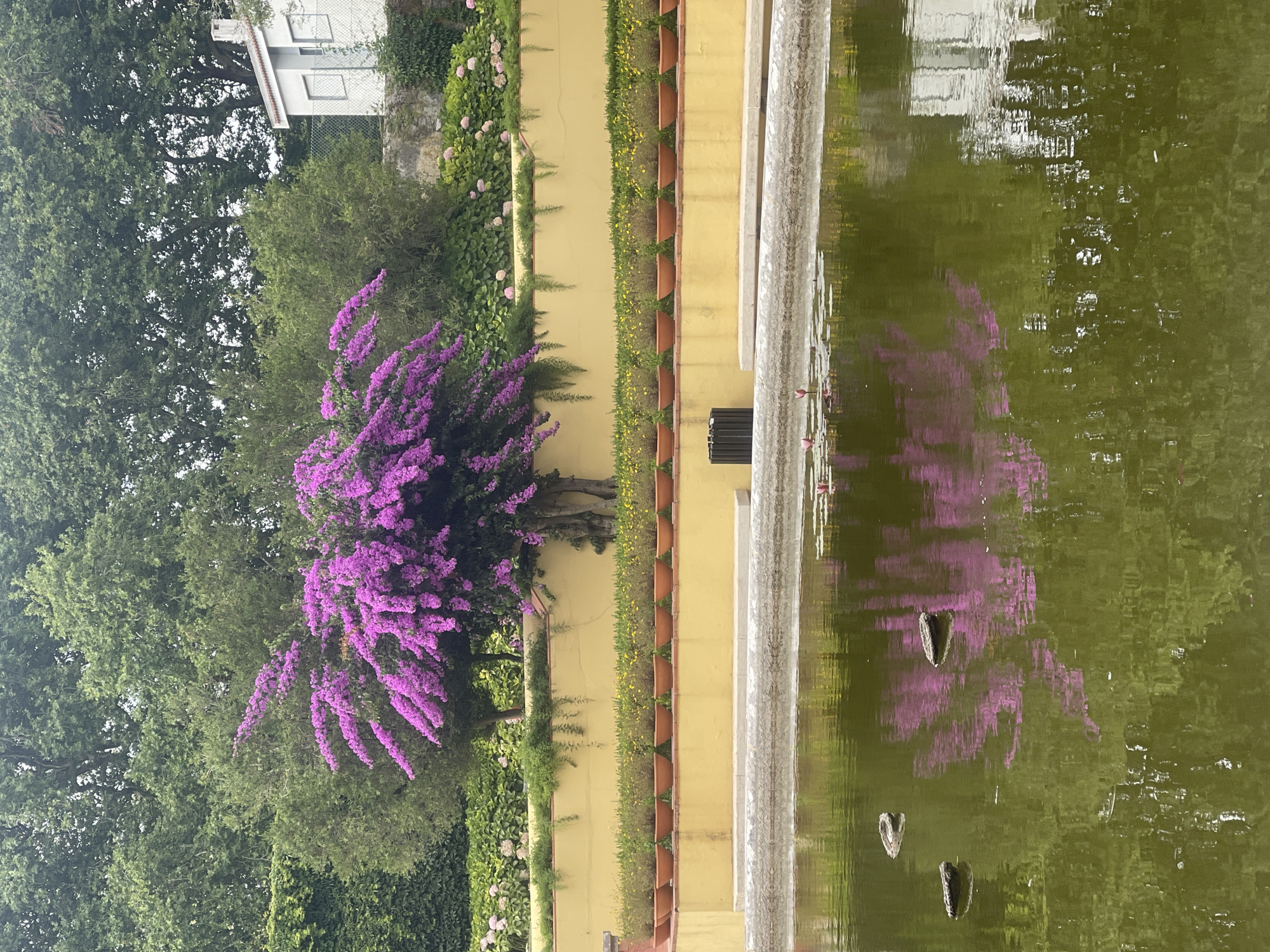 The image depicts a tranquil garden scene in Mafra, Portugal. In the foreground, a calm body of water reflects the surrounding greenery and a vibrant purple flowering tree. Several lotus flowers are visible on the surface of the water, along with three stones. A textured stone border surrounds the water. Behind the water, a bright yellow wall serves as a backdrop for a row of potted plants. Beyond the wall, lush green trees and hedges create a dense natural environment. A portion of a white building with windows and a chimney can be seen in the upper right corner, peeking through the foliage. The overall atmosphere is serene and visually rich with natural elements and vibrant colors.