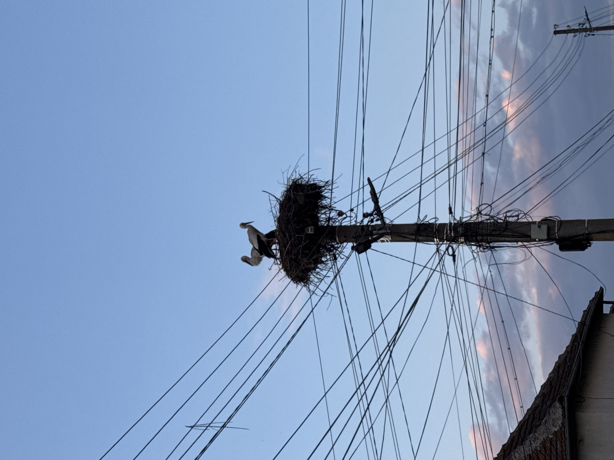 The image depicts a stork nest built atop a utility pole in Kozloduy, Bulgaria. Two storks are visible in the nest. A dense network of electrical wires surrounds the pole and nest. The sky is blue with some clouds. The corner of a building is visible in the bottom right corner of the image.