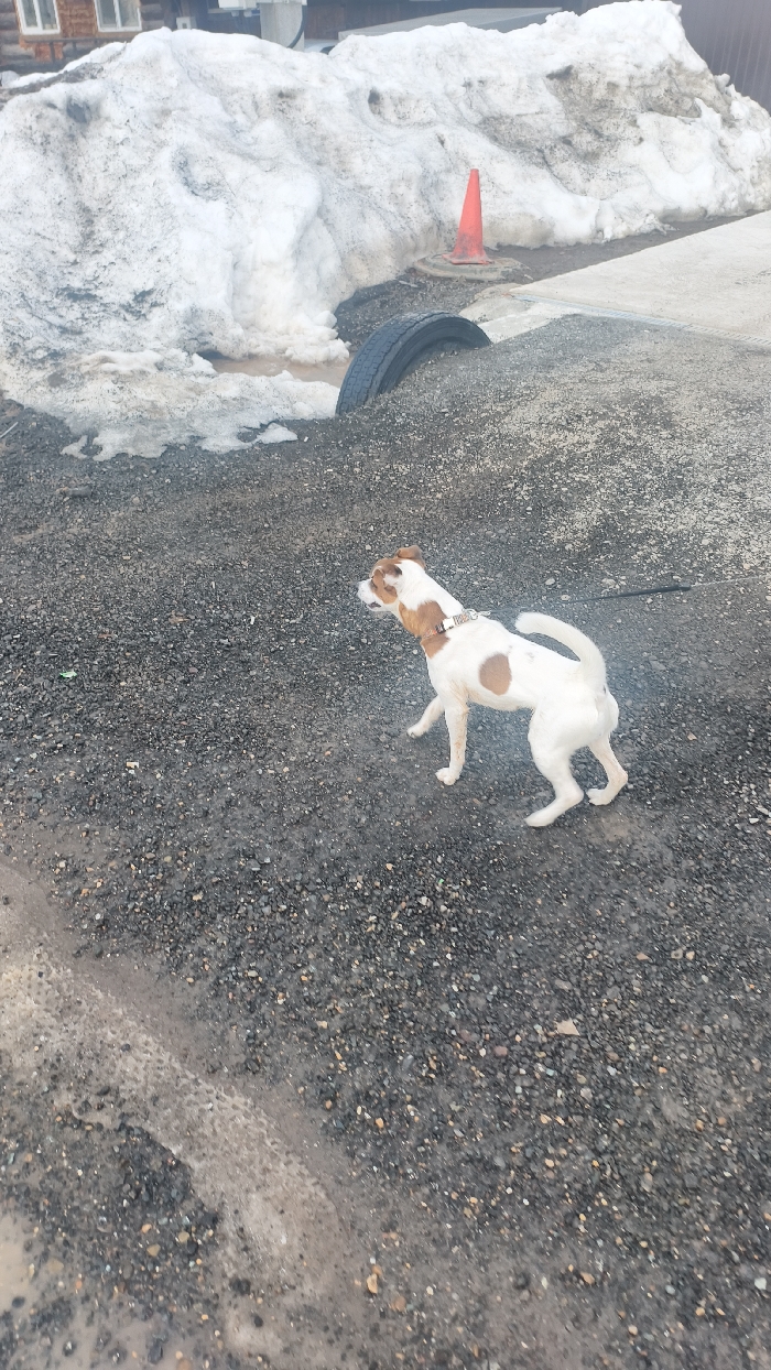 The image depicts an outdoor scene in the city of Фоки, Russia, characterized by melting snow. In the midground, a short-haired dog, predominantly white with light brown patches on its head, back, and left flank, is captured in motion, facing leftward with its right front paw lifted. It wears a patterned collar with a dark leash extending backward. The foreground consists of dark gravel, appearing wet in areas, with a faint lighter streak suggesting a runoff path from bottom left. In the background, a large, uneven mound of dirty, melting snow is present, with visible puddles and slush at its base. A black tire is partially embedded horizontally in the gravel near the snow. An orange traffic cone stands upright on a circular base behind the tire. A segment of a wooden building with two windows is partially visible behind the snow mound in the upper left. The environment indicates a transition season with significant snow melt.