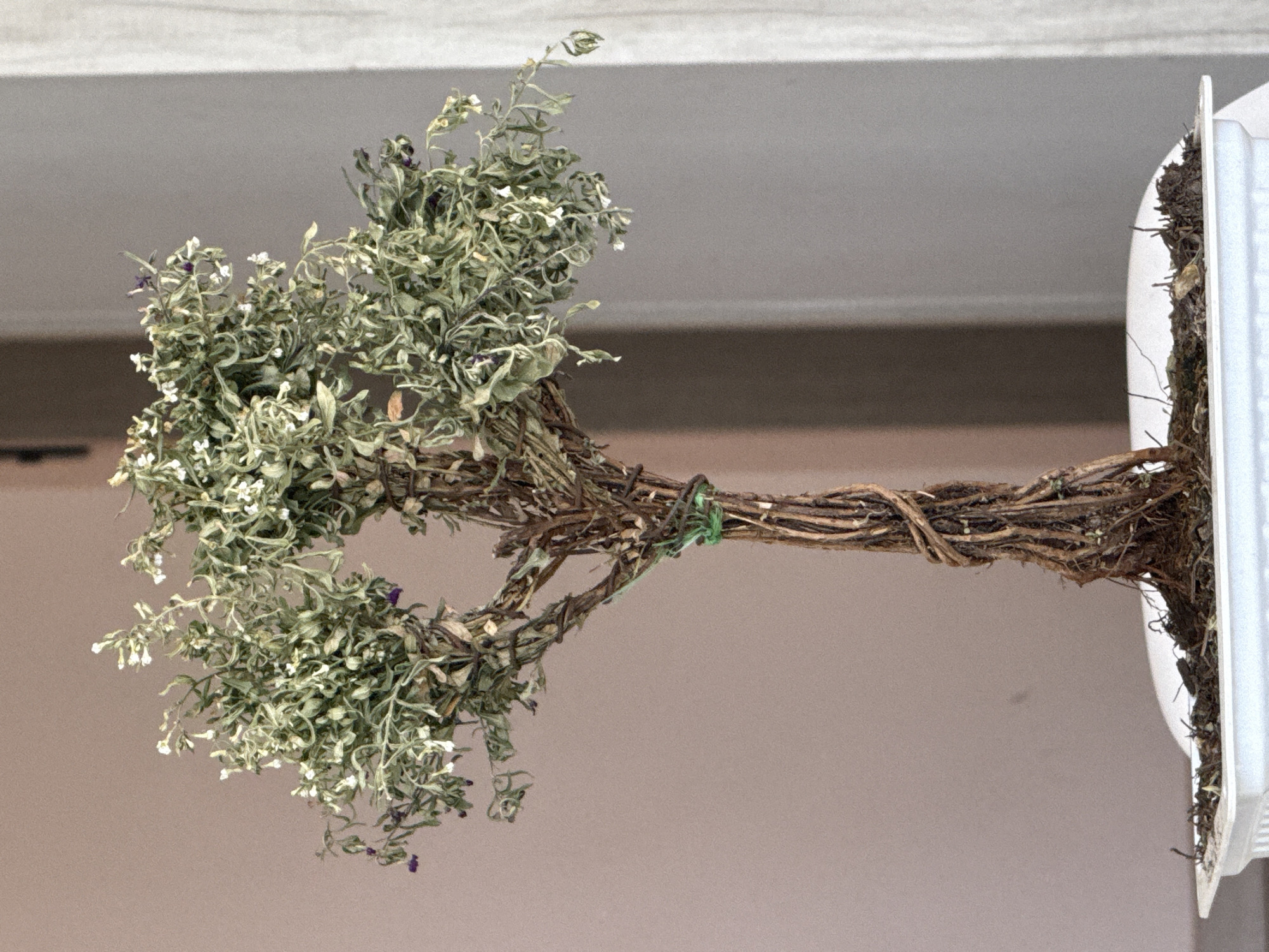 This close-up, vertically oriented image features a meticulously crafted, miniature decorative tree, possibly a form of dried floral art or a bonsai interpretation. The tree's 'trunk' and 'branches' are intricately formed from numerous thin, dried, light brown twigs, twisted and bound together. A notable detail is a bright green twist tie or wire securing a section of the main branch structure.
The 'foliage' consists of dense clusters of small, dried leaves, appearing in shades of pale green to silvery-grey, giving them a weathered or rustic aesthetic. Scattered among these leaves are numerous tiny white flowers and a few distinct, small dark purple or indigo flowers, adding subtle hints of color.
The base of the tree is rooted in a small, white, rectangular container, visible on the right side of the frame. The material at the base within the container appears to be dried moss or soil. The item is photographed against a simple, uncluttered background, consisting of a plain, light grey or off-white surface, possibly a wall or ceiling, with a darker horizontal band running across the middle, suggesting architectural trim or a beam. The lighting is soft and even, indicating an indoor setting, likely during the daytime. No people or visible text are present in the image. The location context provided for the image is Puebla, Mexico.