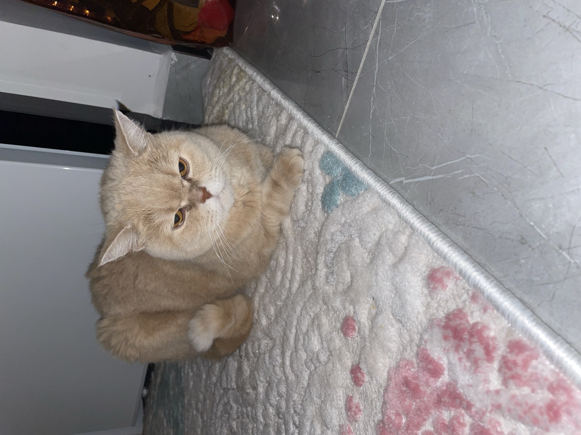 A tan-colored cat is sitting on a patterned rug. The cat is looking up toward the camera. The rug has white, gray, and pink patterns. The rug is next to a white cabinet and gray tile flooring.