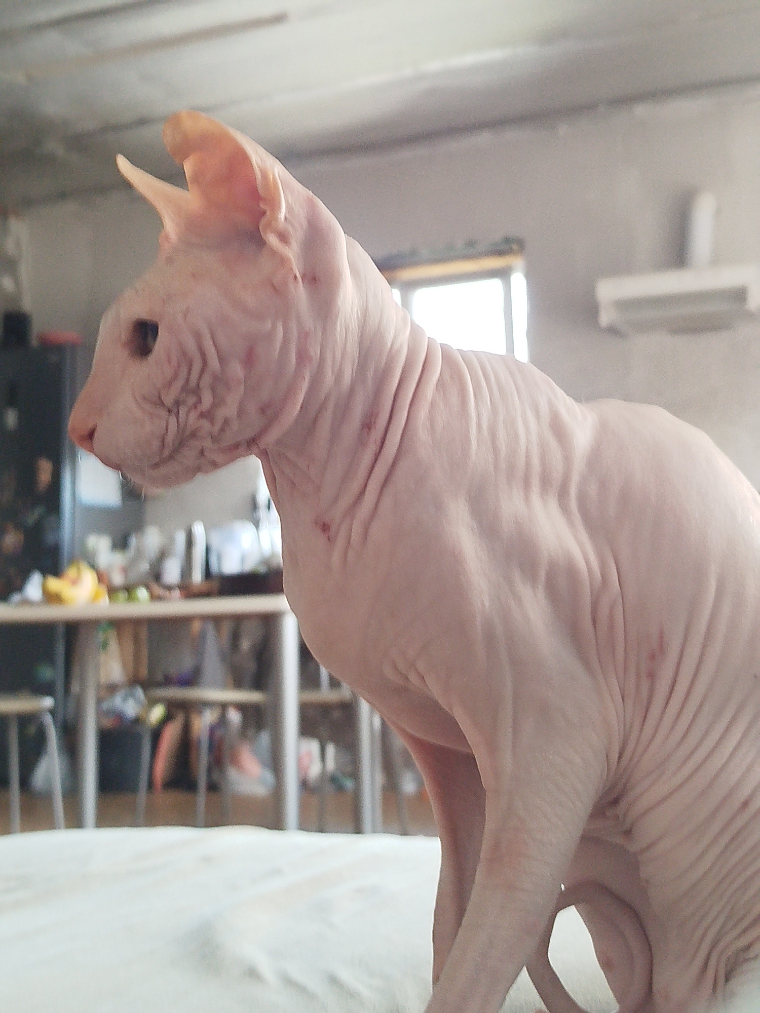 The image shows a Sphynx cat sitting on a white surface indoors. The cat is pinkish-white with visible wrinkles and a few small red marks on its skin. It is facing left, with its head slightly turned. The background is blurred but appears to be a room with a window, a table with some items on it, and some kitchen cabinets. There is no indication of the location being the city of Zavodoukovsk, Russia.