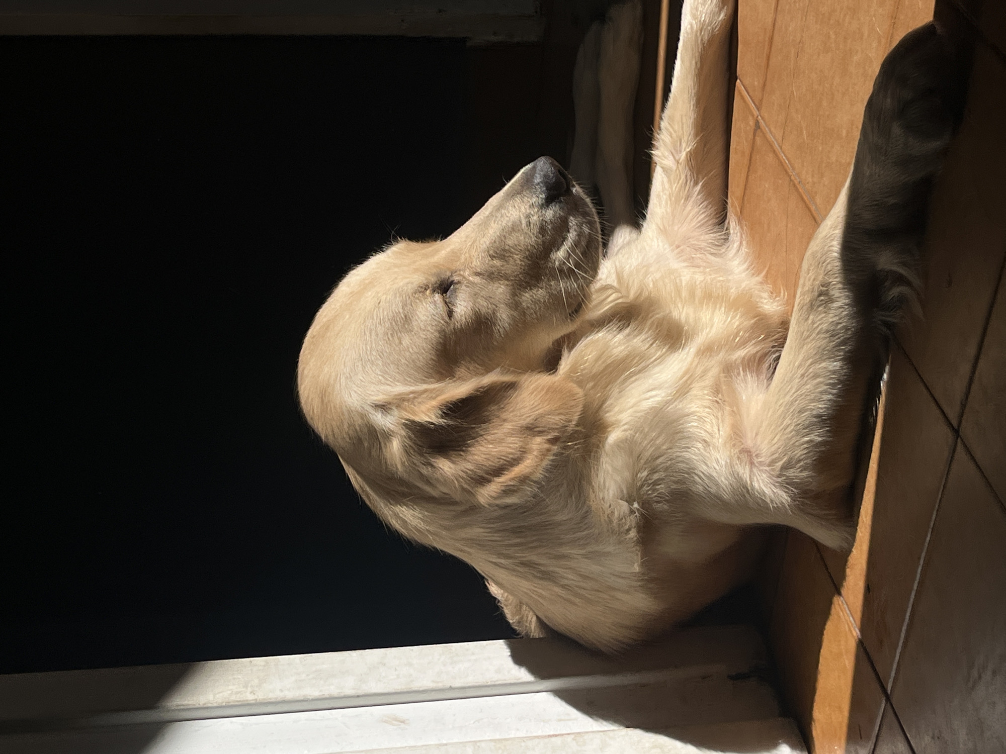 This image, taken indoors in Buenos Aires, Argentina, features a light golden-furred Golden Retriever dog lying peacefully on a tiled floor. The dog is bathed in bright, warm sunlight, highlighting its soft fur and creating strong contrasts with the shadowed areas. Its eyes are mostly closed, conveying a sense of relaxation and comfort as it rests. The dog's black nose is visible, pointing slightly upwards, and its front paws are gently tucked.
The setting appears to be a room with light brown or tan square floor tiles. A significant portion of the background to the left of the dog is cast in deep shadow or is a dark opening, possibly a doorway, creating a striking visual contrast with the brightly lit dog. A white or light-colored threshold or baseboard is visible at the bottom of the frame, also receiving some sunlight. The strong, directional light indicates that it is daytime, likely morning or afternoon, with sunbeams entering the room. The overall atmosphere is tranquil and calm. There is no visible text.