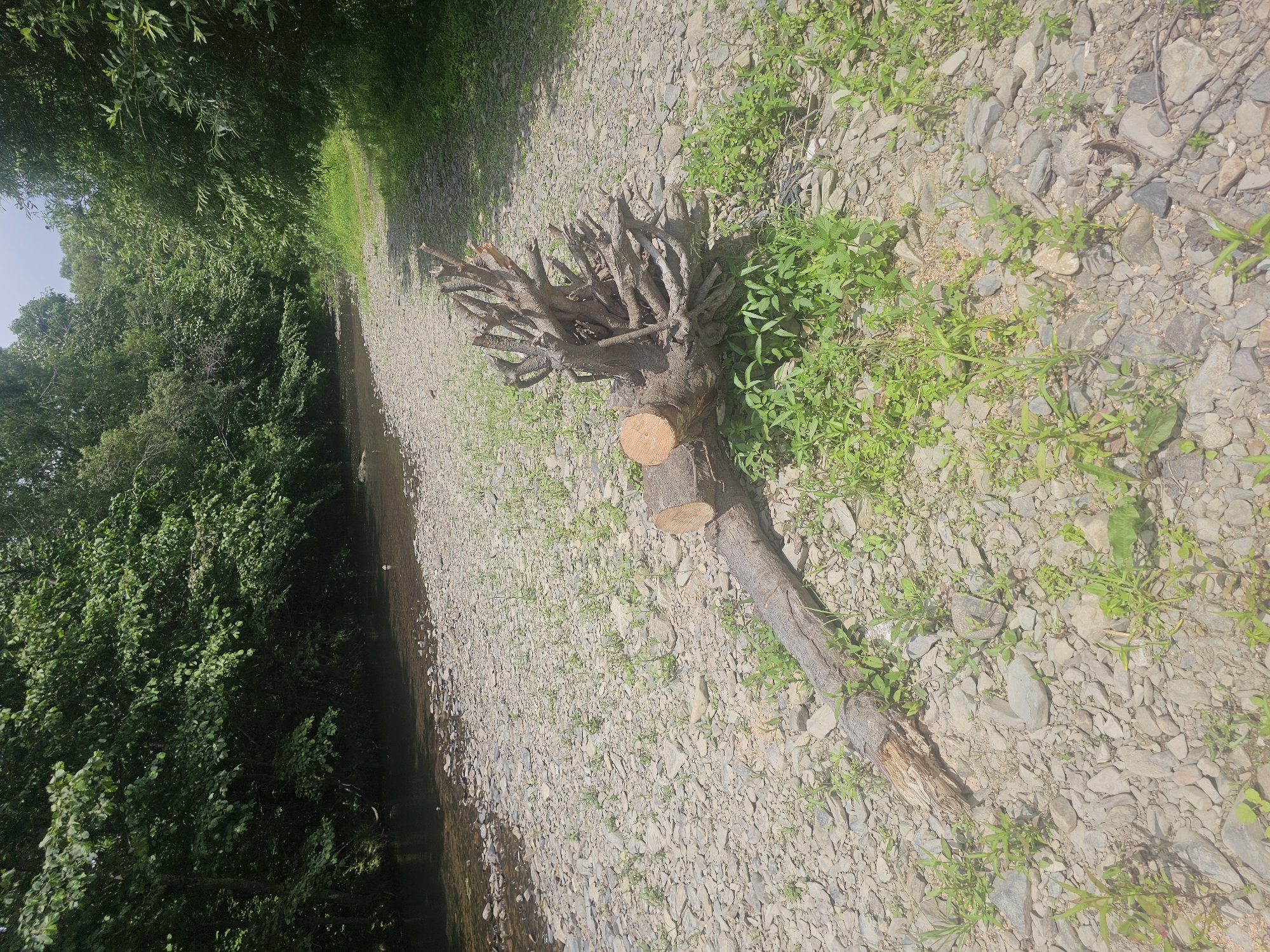 A sunlit outdoor scene features a rocky stream bed with a prominent tree stump in the foreground. The stump, with its exposed roots and a freshly cut end, lies on the stones. Lush green trees and vegetation line the banks of the stream. The environment suggests a natural, possibly forested area.