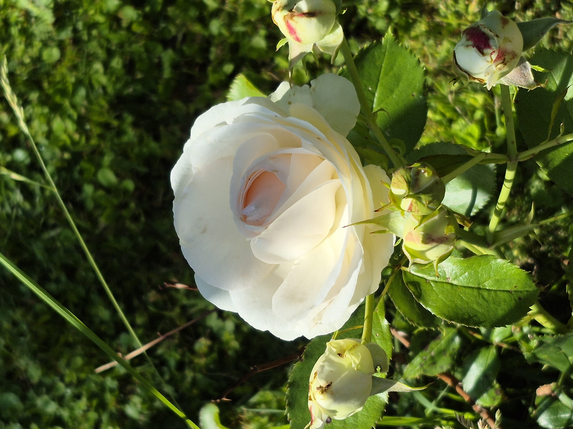 A close-up, high-angle, natural light shot focuses on a fully bloomed white rose and several rosebuds. The large rose in the center is a creamy white with soft pink undertones in its center. Its petals are unfurling, revealing a delicate, layered interior. To the left of the main rose, a pale yellow rosebud is partially open, its outer sepals visible. To the lower right, a smaller, tightly closed rosebud exhibits hints of pink and red blush on its white surface. The rose and buds are surrounded by vibrant green leaves, some of which are serrated. The background is a blur of dark green foliage and blades of grass, suggesting an outdoor garden setting. No people or specific city locations are identifiable in the image.