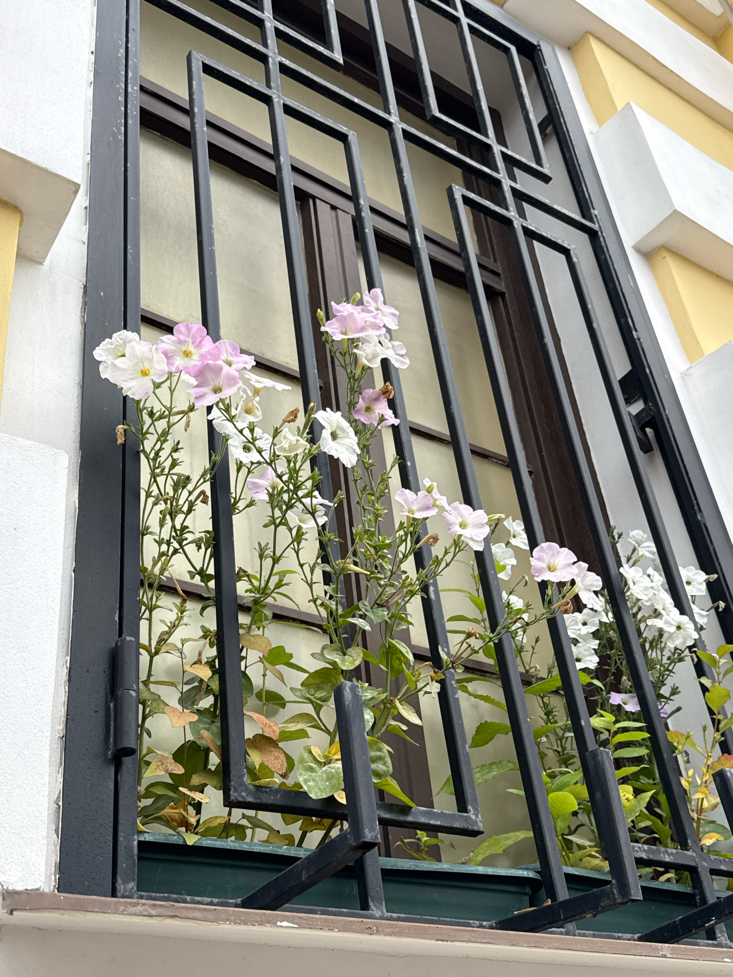 A close-up, low-angle shot captures a window with a decorative black metal grate, adorned with blooming pink and white petunias and green foliage. The window behind the grate has a muted, frosted appearance. The building's facade, visible on the left and right sides of the frame, features contrasting textures and colors: a white-painted wall on the left and a yellow-painted wall with white decorative elements on the right. The overall impression is one of urban greenery juxtaposed with architectural elements. The location is specified as Saint Petersburg, Russia.