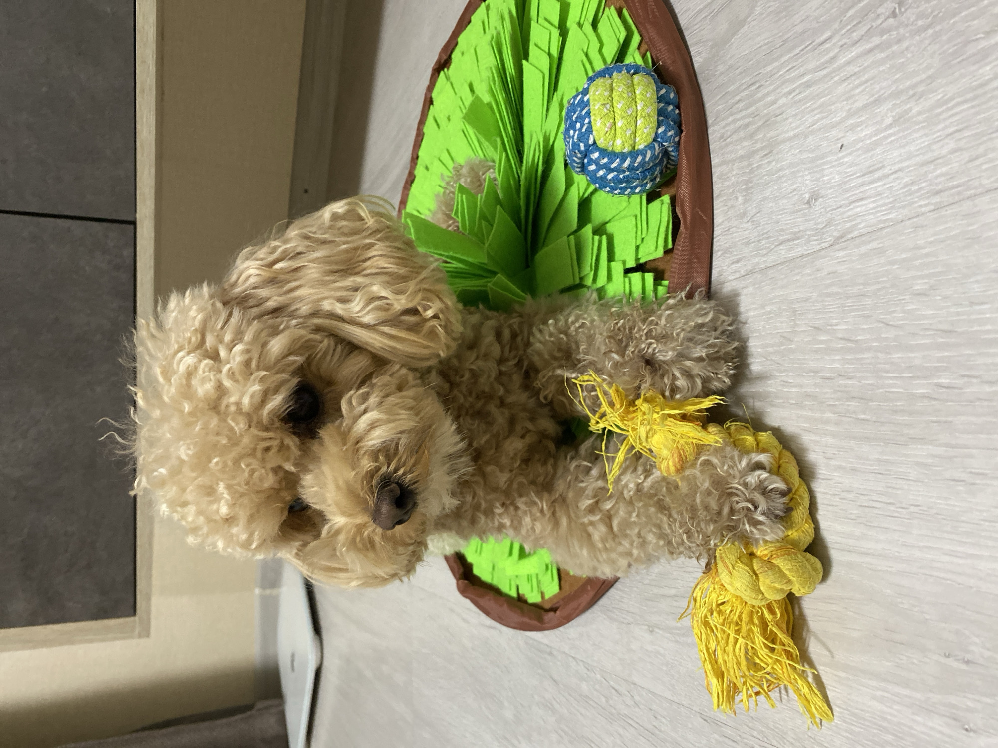 A small, light brown poodle with curly fur is lying on a grey wooden floor. The dog is resting on a brown and green mat that appears to be a dog snuffle mat. In front of the dog is a yellow rope toy. To the right of the dog, on the mat, is a blue and yellow ball. The background shows a wall with dark grey and beige panels, and a white scale is visible on the floor to the left. The image is taken indoors.