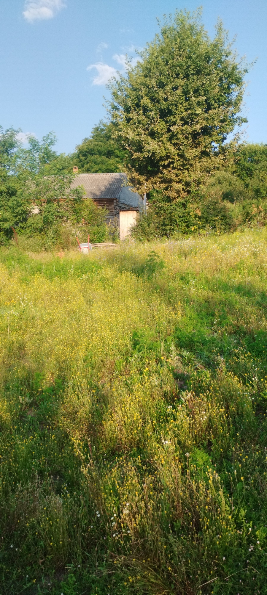 A weathered, wooden house with a gray, corrugated roof stands partially obscured by dense foliage and tall trees. In front of the house, a patch of overgrown grass is dotted with small yellow wildflowers. A red wheelbarrow rests on the ground near the house. The sky above is clear blue with a few wispy clouds. The scene appears to be a rural or semi-rural setting, possibly in the city of Yaroslavskaya, Russia, given the architectural style and natural surroundings.