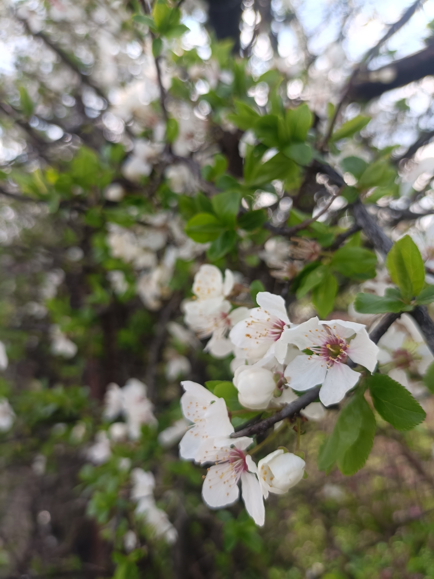 The scene depicts a close-up of a flowering tree branch in the city of Plovdiv, Bulgaria. The primary subjects are white blossoms and green leaves. Several white flowers are in full bloom, featuring five ovate petals, prominent pinkish-red stigmas, and yellow-tipped stamens. Some unopen flower buds are also present. Small, bright green leaves are visible on dark, gnarled branches. The background is significantly blurred, showing additional clusters of white blossoms, green foliage, and faint indications of a lighter sky above. No people, specific actions, or interactions are observable. The environment is an outdoor, natural setting, characteristic of springtime.