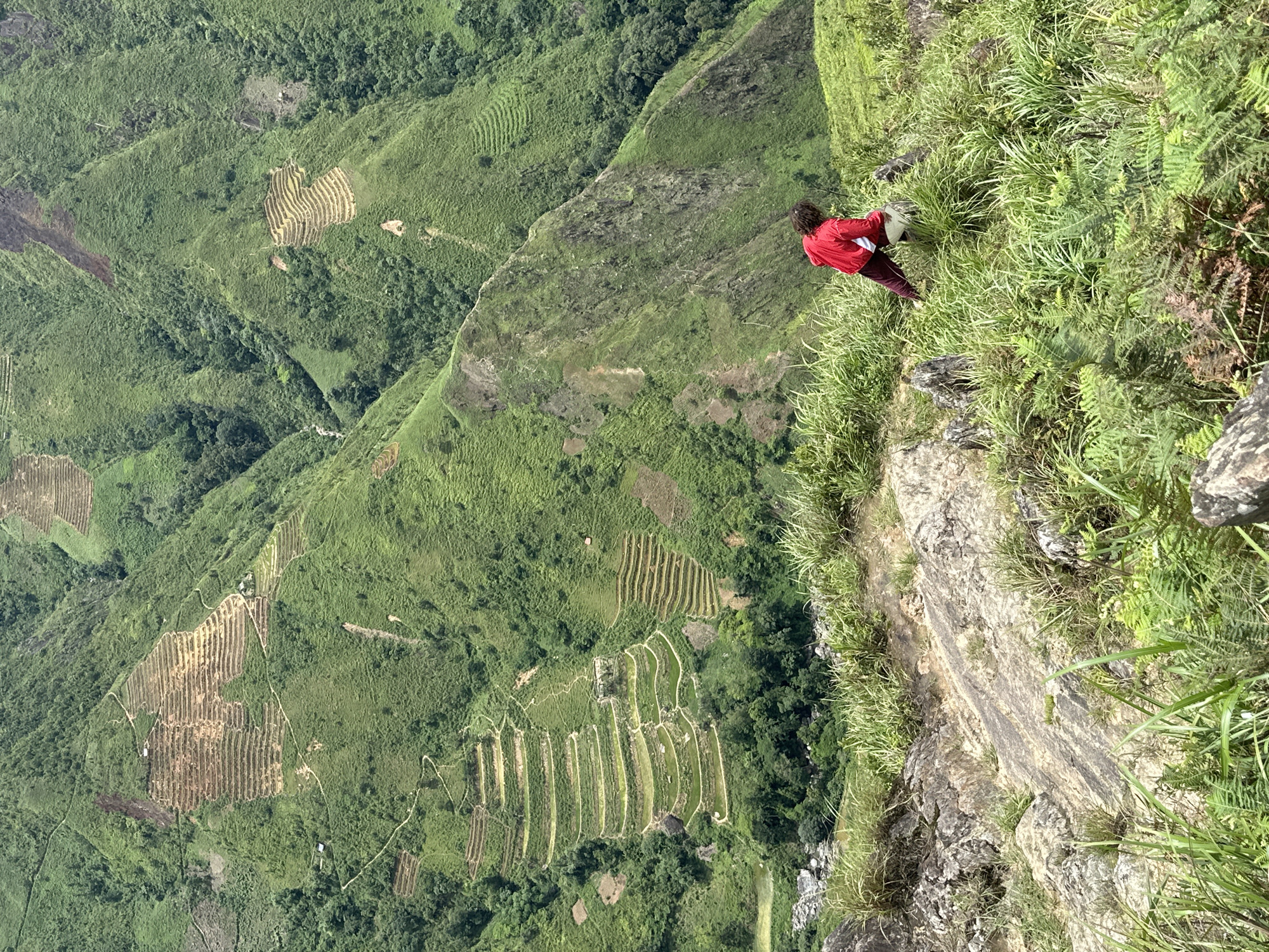 An individual wearing a red jacket and dark pants is walking on a steep, grassy hillside in Ta Xua, Vietnam. The person is carrying a light-colored bag. The terrain is rugged, with rocky outcrops and lush vegetation, including tall grasses and ferns. In the background, the landscape is dominated by lush green mountains characterized by extensive terraced fields, indicating agricultural cultivation. The terraces are carved into the slopes, forming a patterned landscape that recedes into the distance. A narrow path winds its way through the terraces. The overall scene depicts a natural, mountainous environment with signs of human activity in the form of the agricultural terraces.