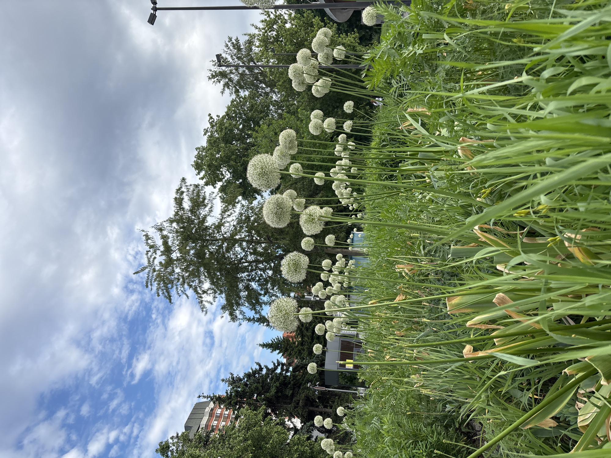 The image shows a garden bed with rows of allium flowers in full bloom. The flowers are characterized by large, spherical, white flowerheads atop tall, slender green stalks. The background features trees of various sizes and shades of green, partially obscuring a building with brick accents. The sky above is filled with a mix of light and dark clouds. A lamppost is visible towards the top left of the image. The location appears to be an urban garden or park setting.