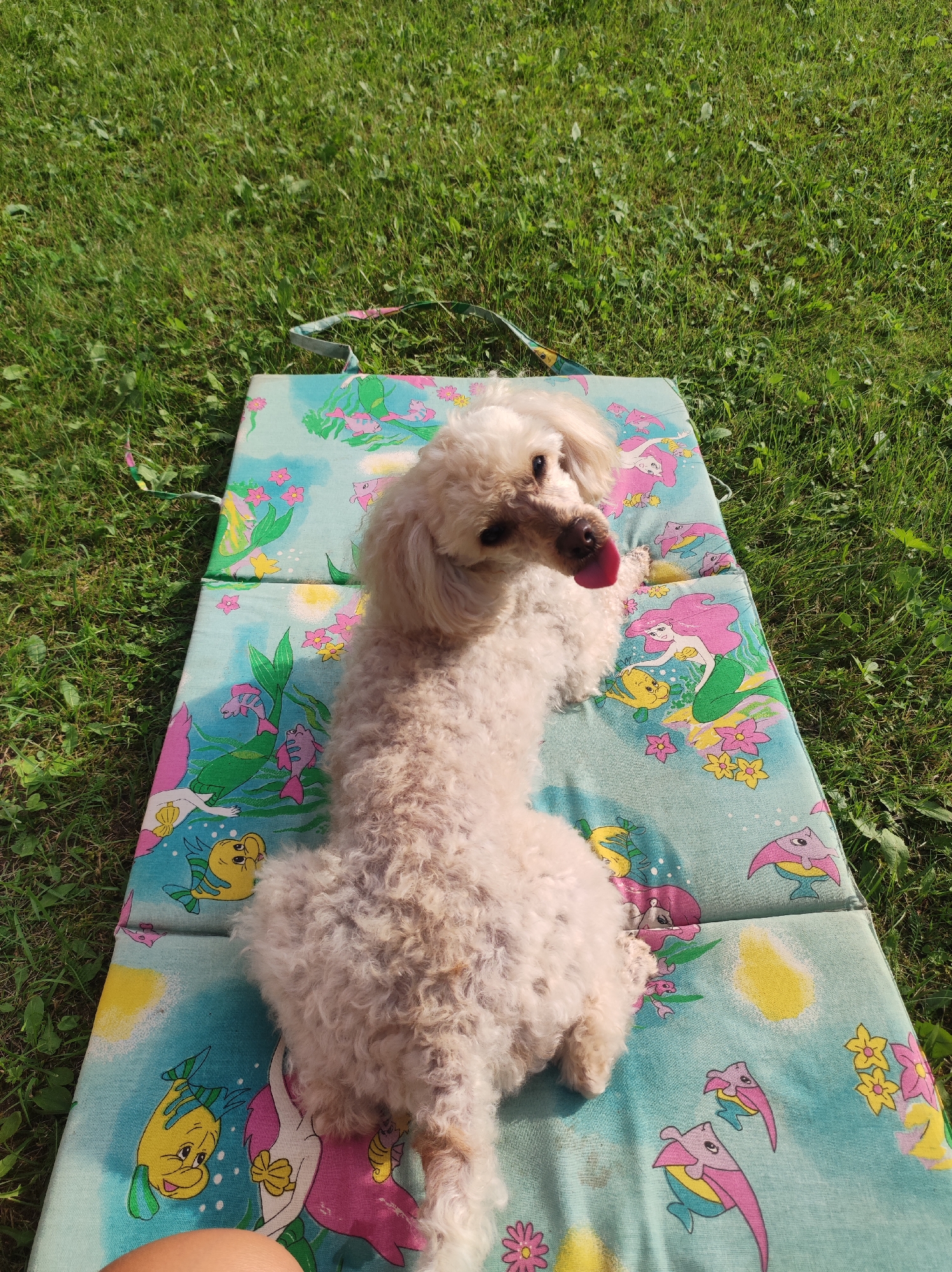 A cream-colored poodle is lying on its side on a light blue mat with a cartoon mermaid and fish print. The dog's tongue is sticking out. The mat is placed on a grassy lawn under a sunny sky. The scene appears to be in a residential backyard.