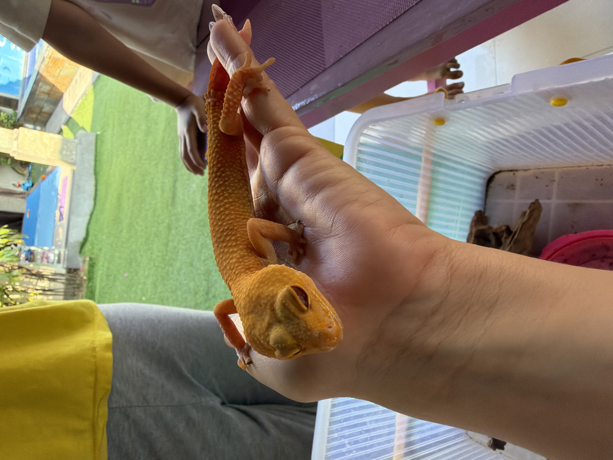 A close-up shot focuses on an orange leopard gecko being held in a person's hand. The gecko, with its eyes closed, is held near a clear plastic container with yellow latches. Inside the container, there appears to be wood and a pink object. The hand holding the gecko is fair-skinned. The setting shows a glimpse of an outdoor area with artificial green grass and buildings. There are no details present in the image to conclude that it is located in Kuta, Indonesia.