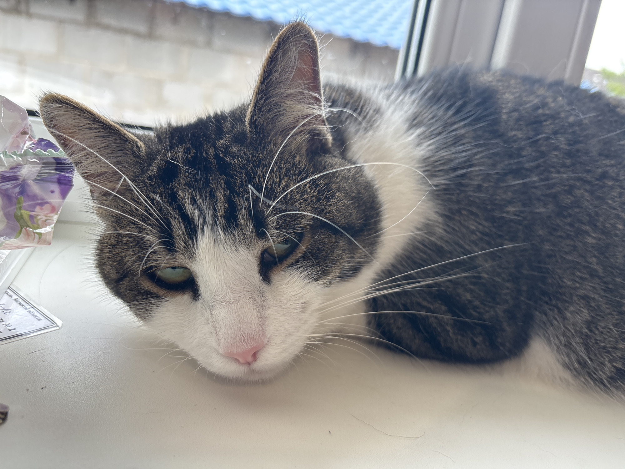 A grey and white cat with green eyes and a pink nose rests its head on a white windowsill. The cat is facing left, with its body extending to the right. In the background, a blue-tiled roof is visible through a window. To the left of the cat, a piece of paper with Russian text is partially visible.