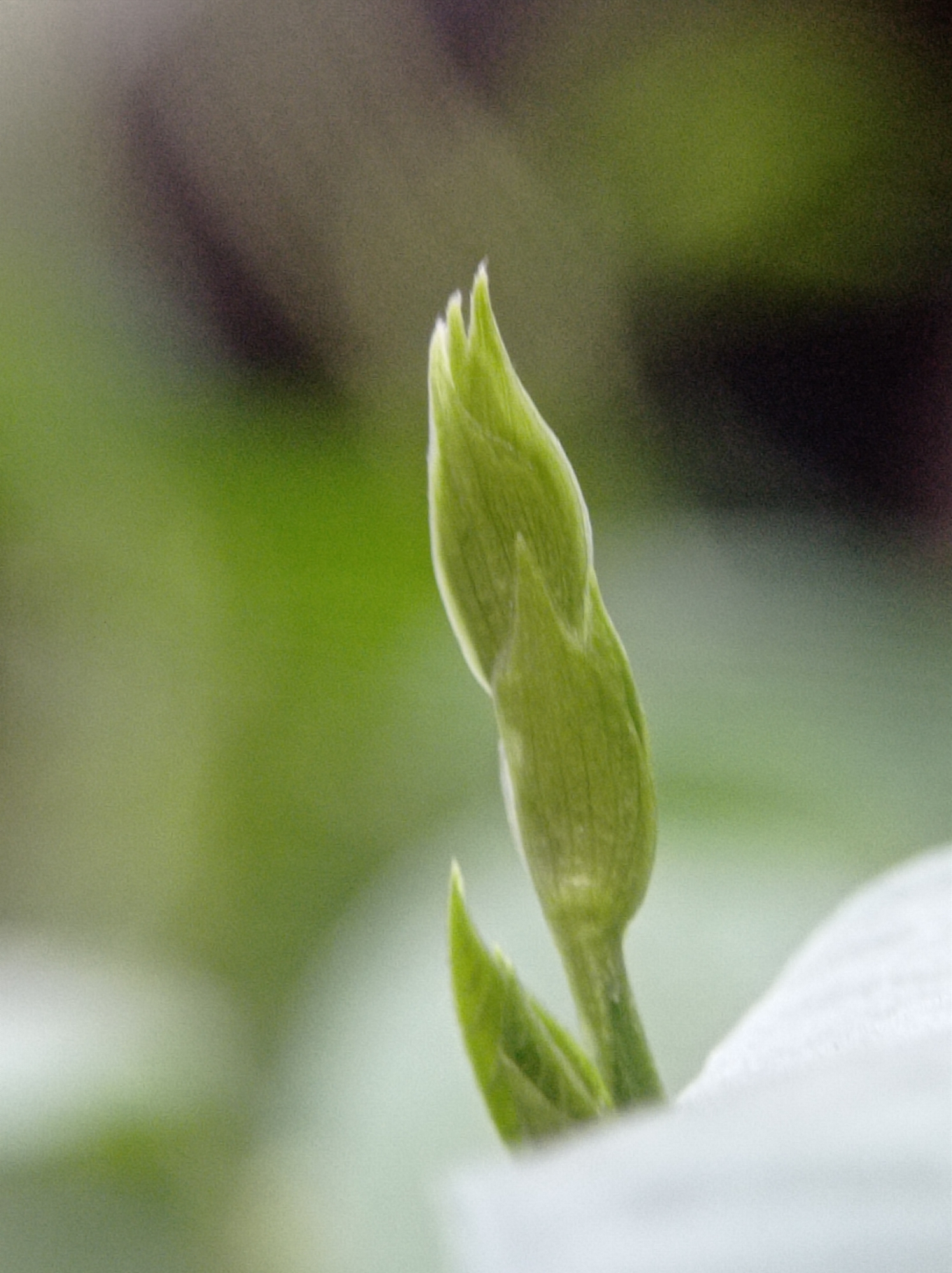 The image is a close-up shot of a green plant bud. The bud is pointed and has a ribbed texture. It is surrounded by a soft, out-of-focus green background, likely foliage. A portion of a white petal or leaf is visible in the lower right corner of the frame, also out of focus. The lighting is soft, suggesting natural light. There are no people or specific landmarks visible that would indicate a location in Mulyoagung, Indonesia.