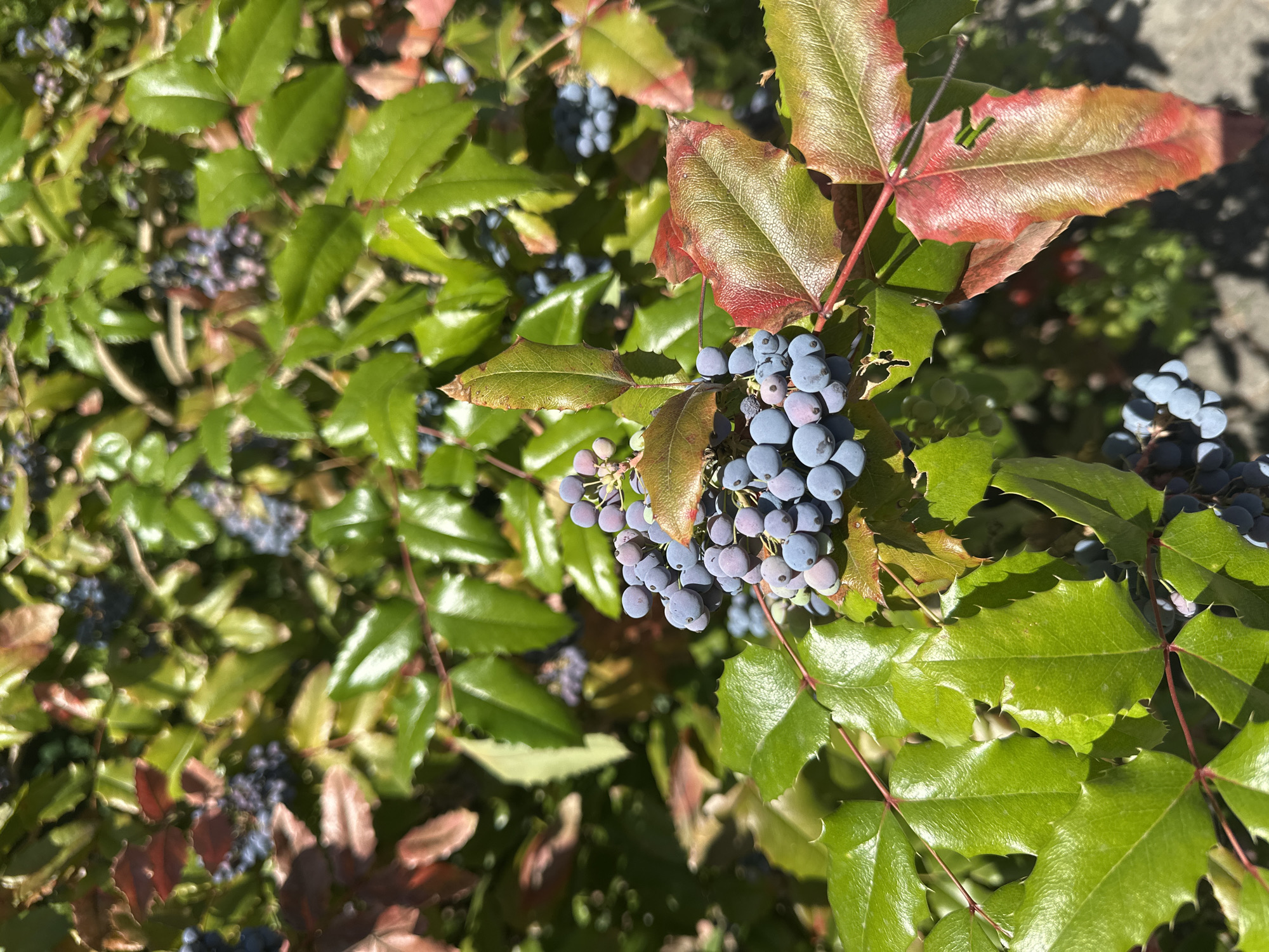 The image shows a close-up view of a plant with clusters of blue berries and green and red leaves. The berries are small and round, and they are arranged in bunches. The leaves are leathery and have serrated edges. Some of the leaves are green, while others are tinged with red and brown, suggesting the plant is transitioning between seasons. The background is blurred, but it appears to be an outdoor setting with more foliage. The lighting suggests it is daytime, with sunlight illuminating the plant. There are no people or animals visible in the image. The specific location in Odesa, Ukraine is not discernible from the visual information provided.